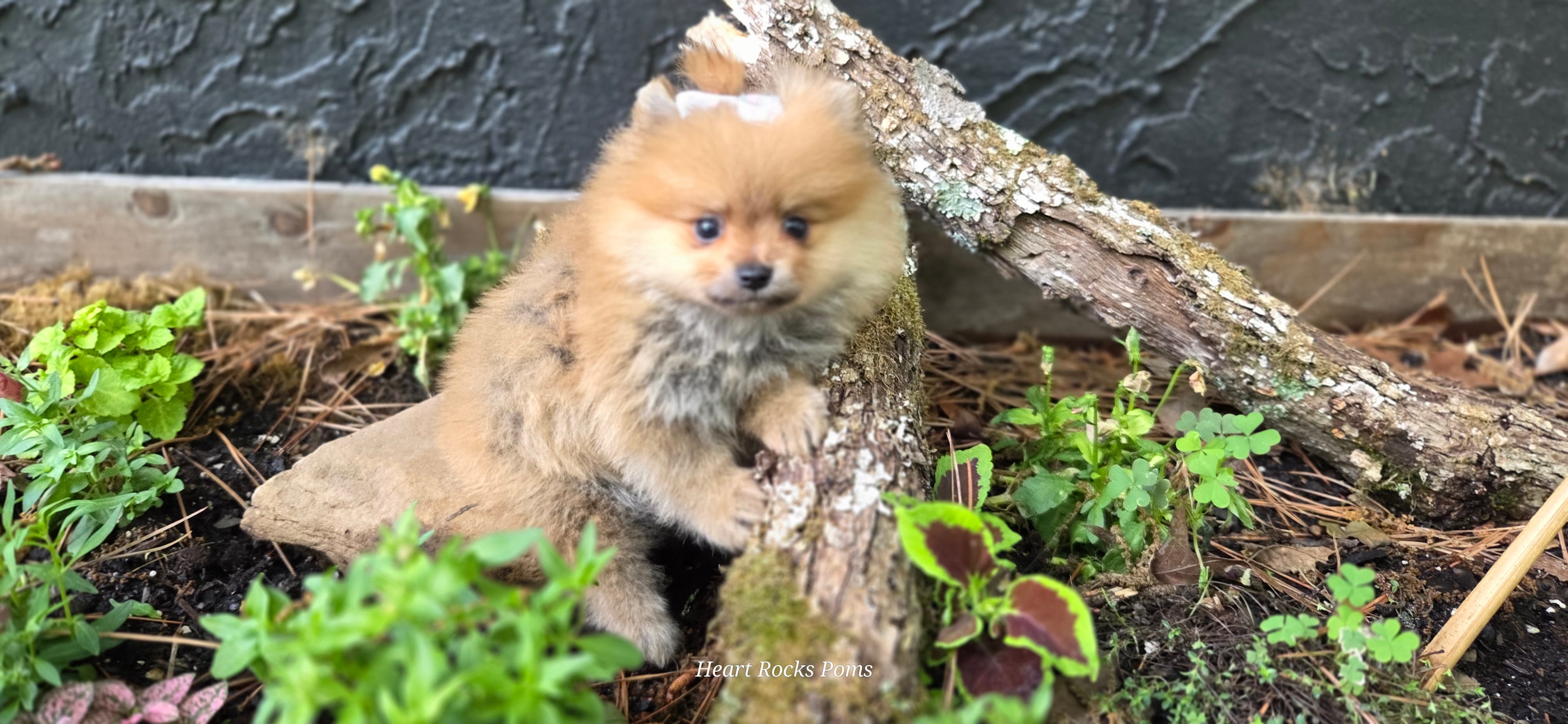 Camilla  – Pomeranian puppy for sale in Chattanooga, TN