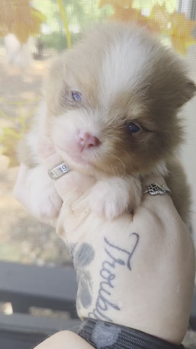 Huck, a male Pomeranian for sale in Chattanooga, TN – 2 of 5