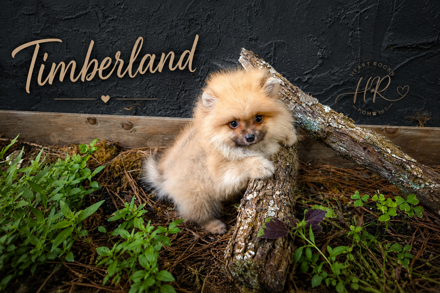 Timberland  – Pomeranian puppy for sale in Chattanooga, TN