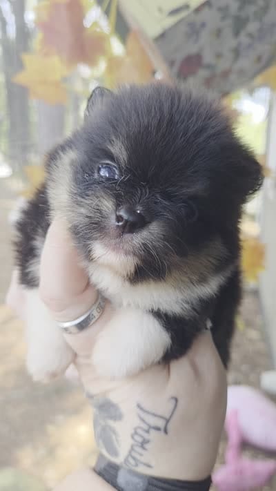 Ridge, a male Pomeranian for sale in Chattanooga, TN – 2 of 4