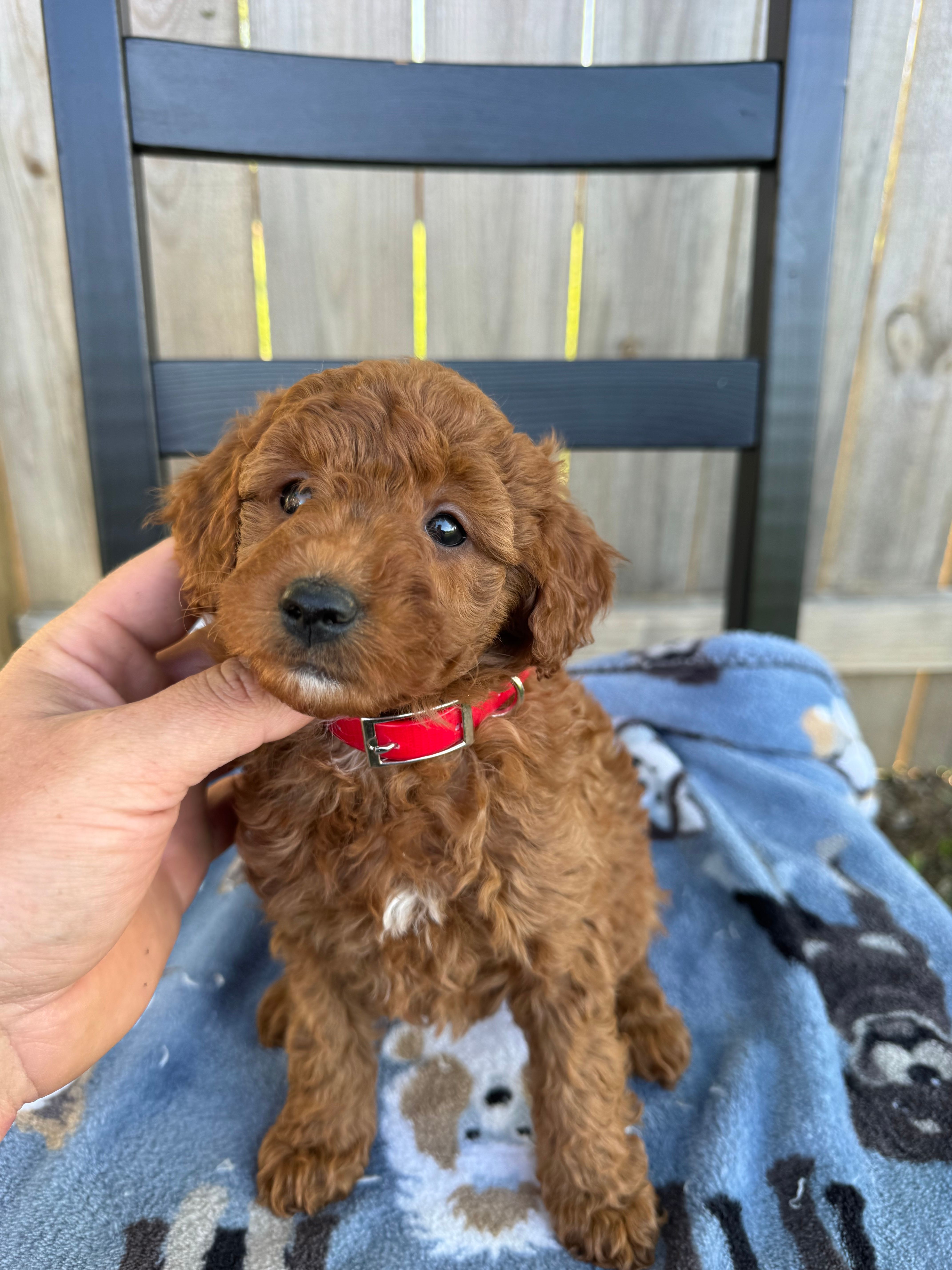 Sara – Miniature Goldendoodle puppy for sale in Nashville, TN