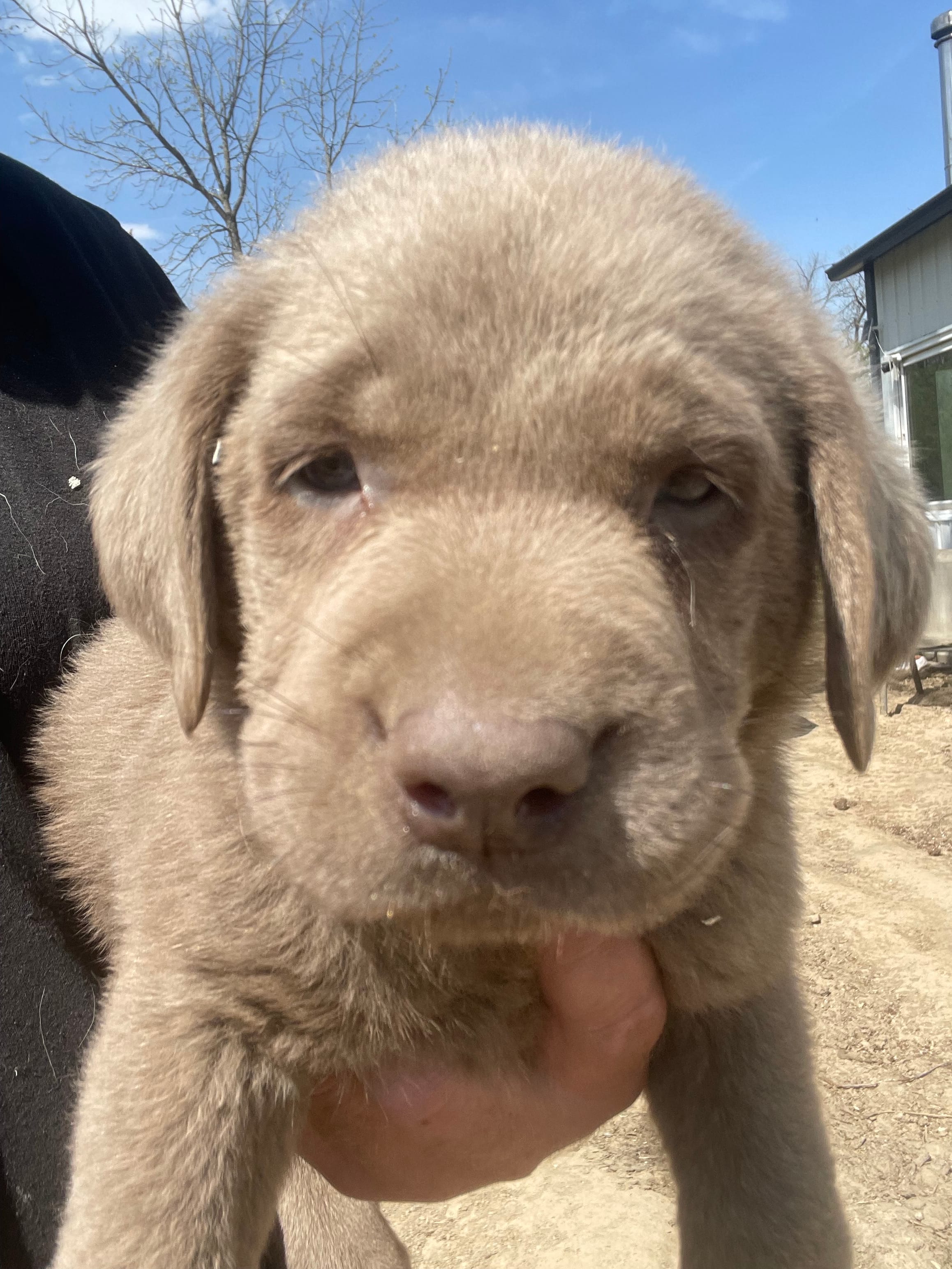 Silver Sam – Labrador Retriever puppy for sale in Soldiers Grove, WI