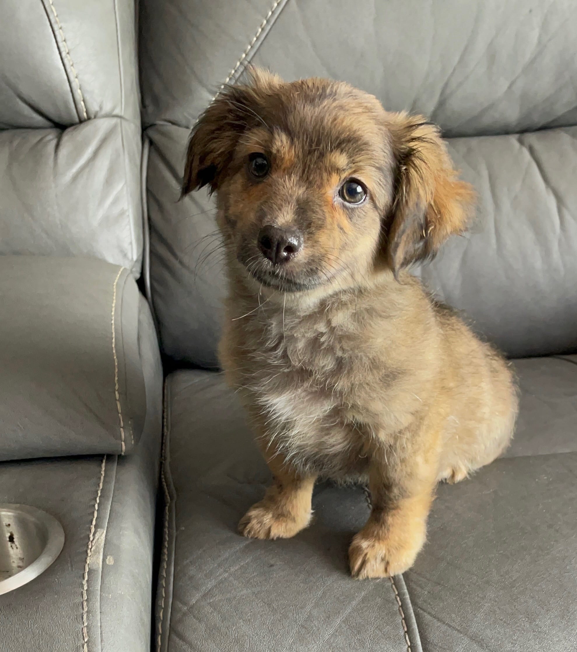 Zoie – Australian Shepherd, Dachshund puppy for sale in Wesley Chapel, FL