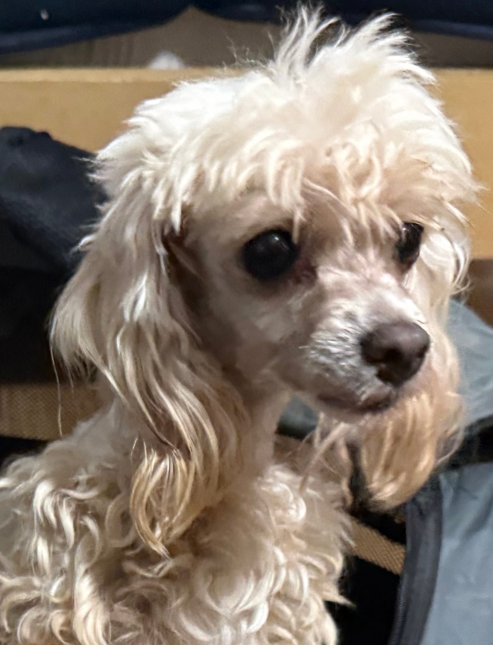 Lily – Maltipoo puppy for sale in Brandon, FL
