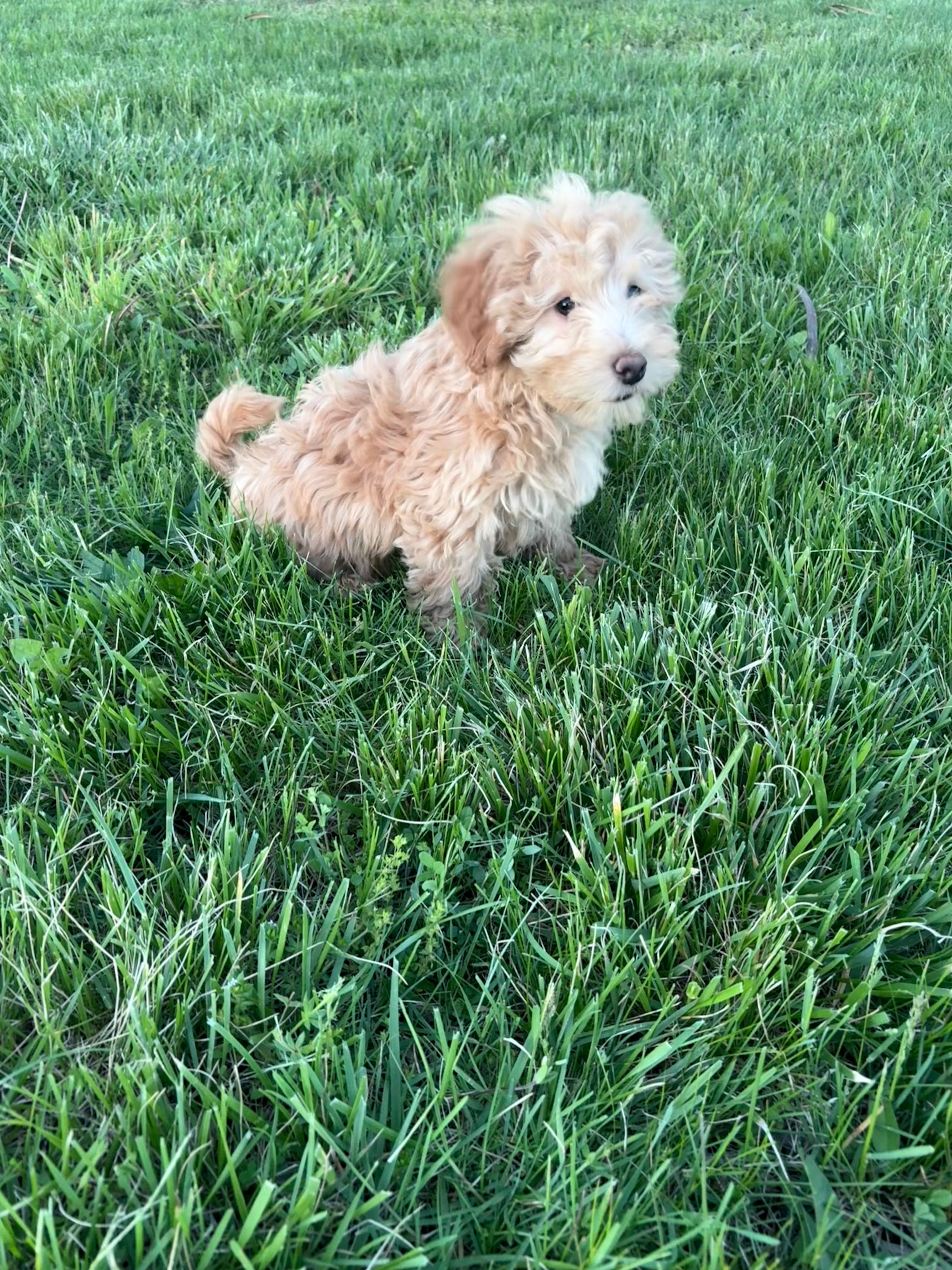 Lily – Miniature Goldendoodle puppy for sale in Seymour, MO