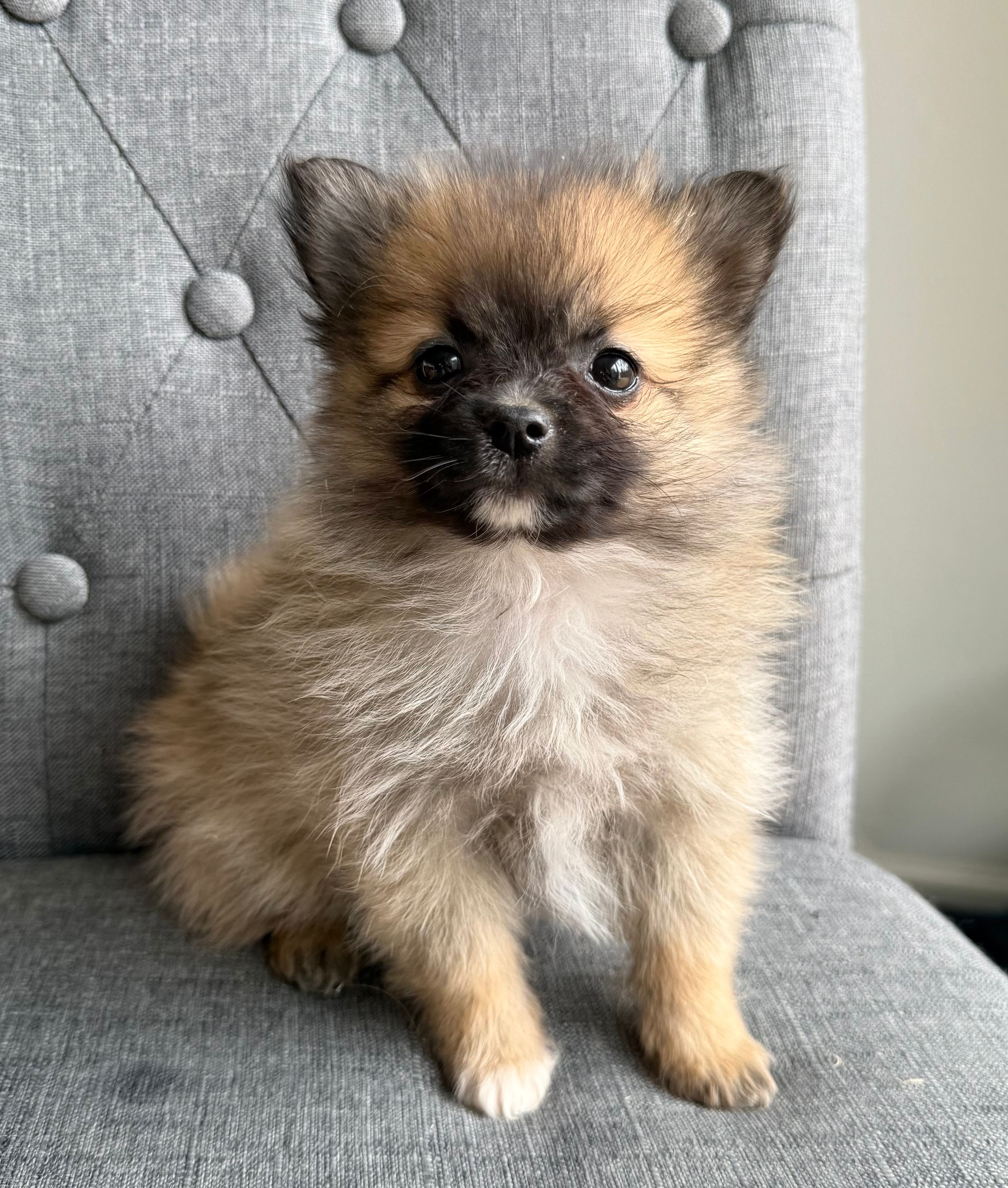 Teddy – Pomeranian puppy for sale in Mosinee, WI