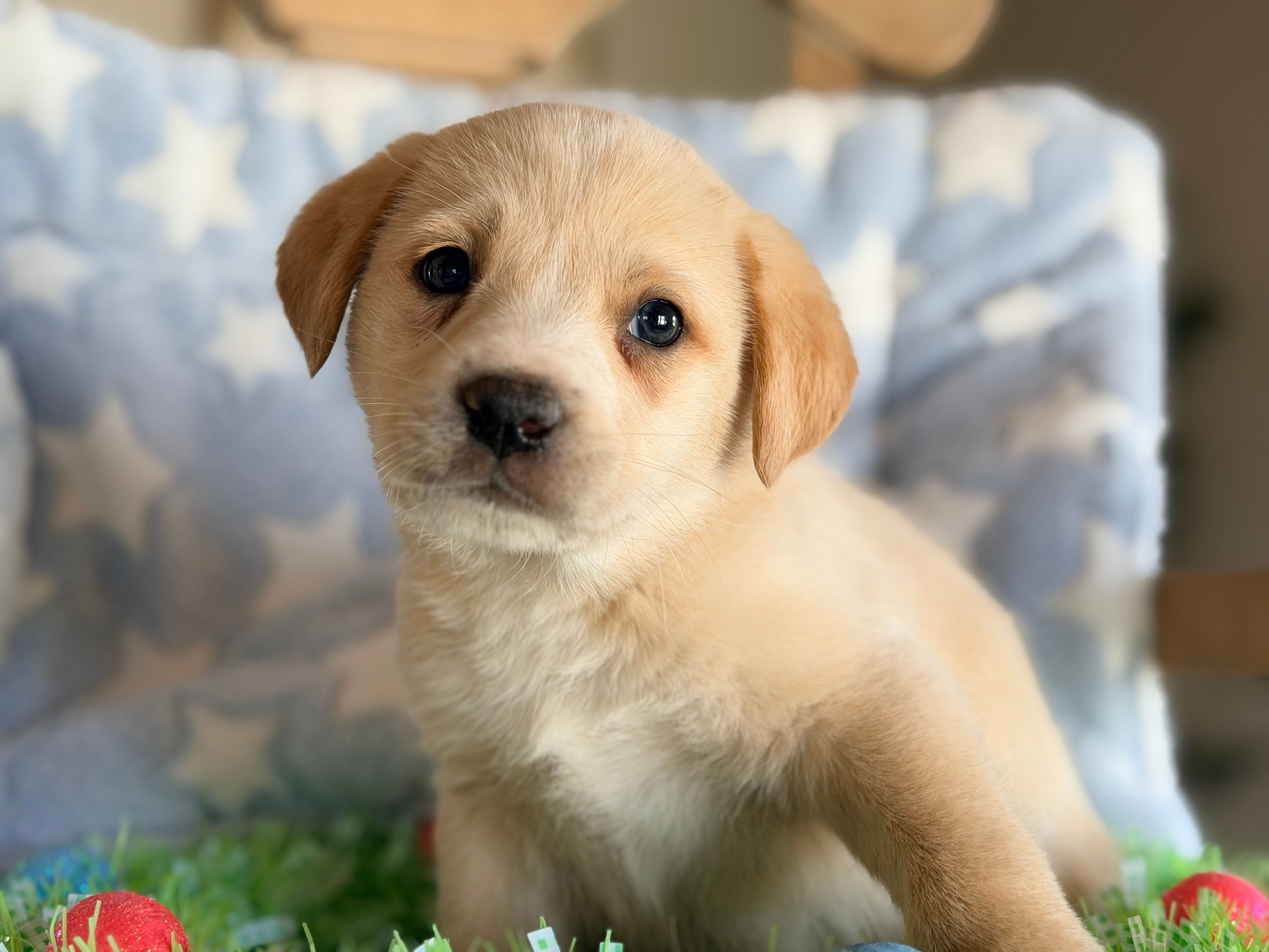 Oliver – Golden Retriever, Miniature Australian Shepherd puppy for sale in Converse, IN