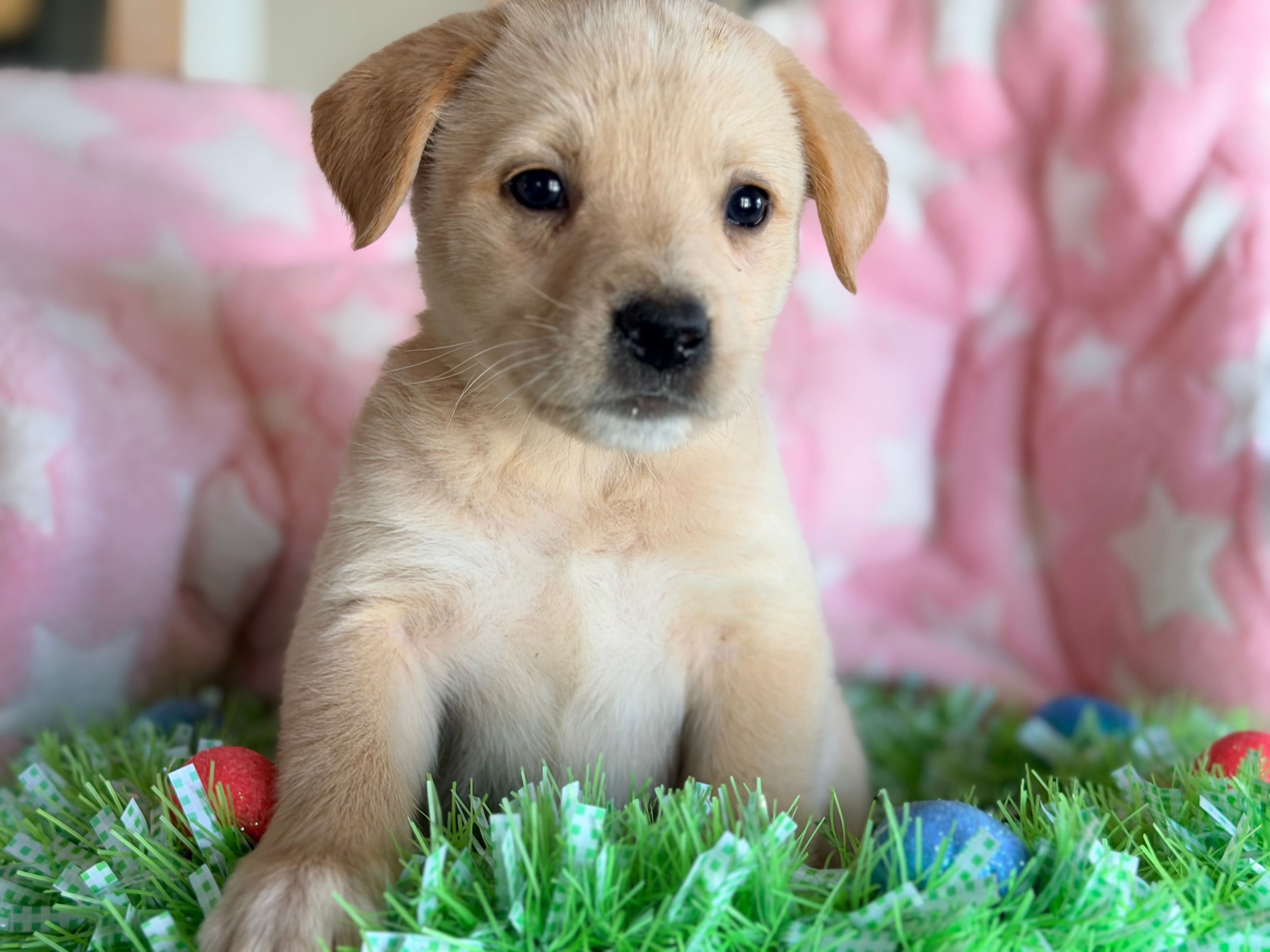 Polly – Golden Retriever, Miniature Australian Shepherd puppy for sale in Converse, IN
