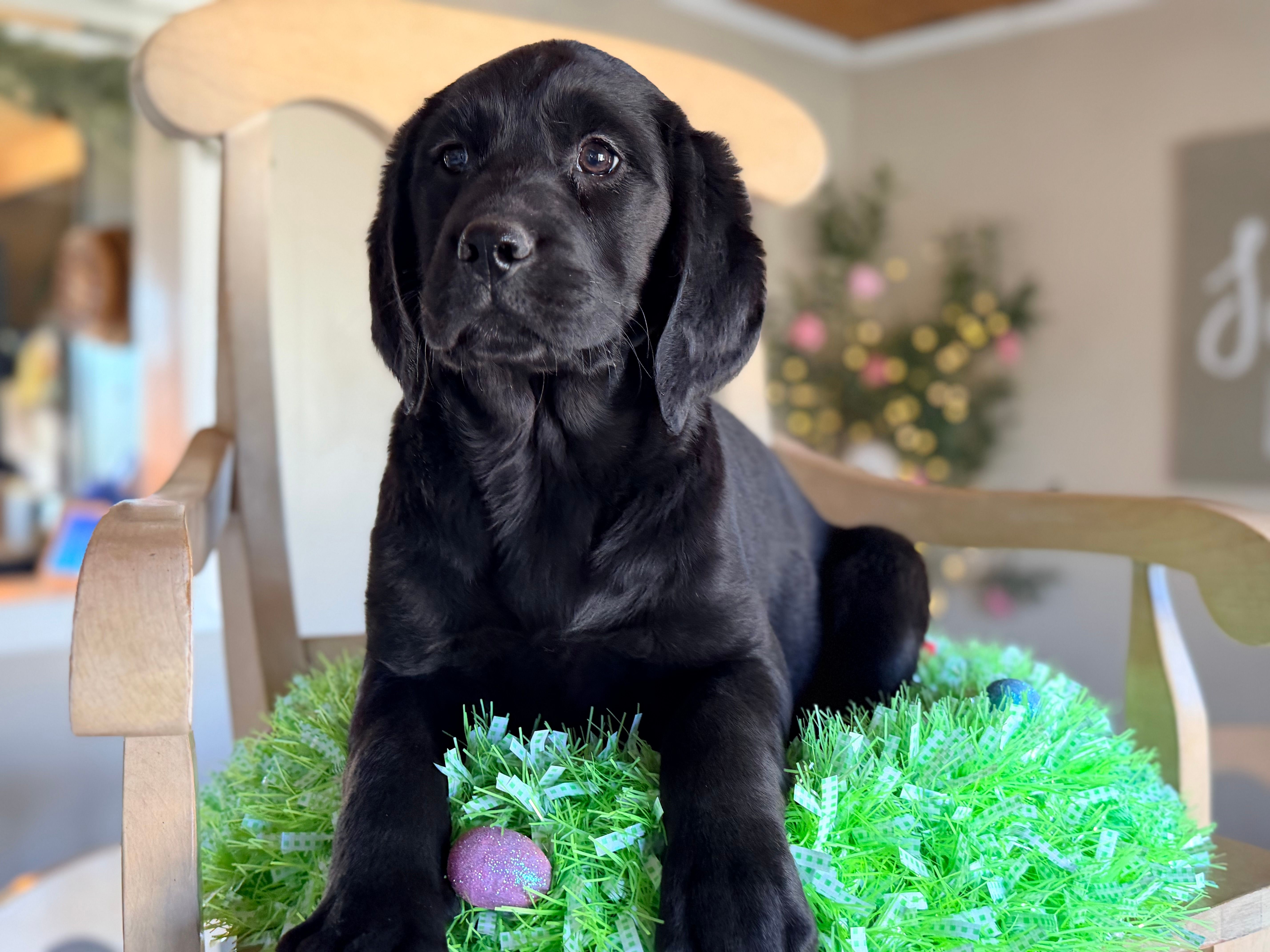 Raven  – Bloodhound, Poodle - Standard  puppy for sale in Converse, IN