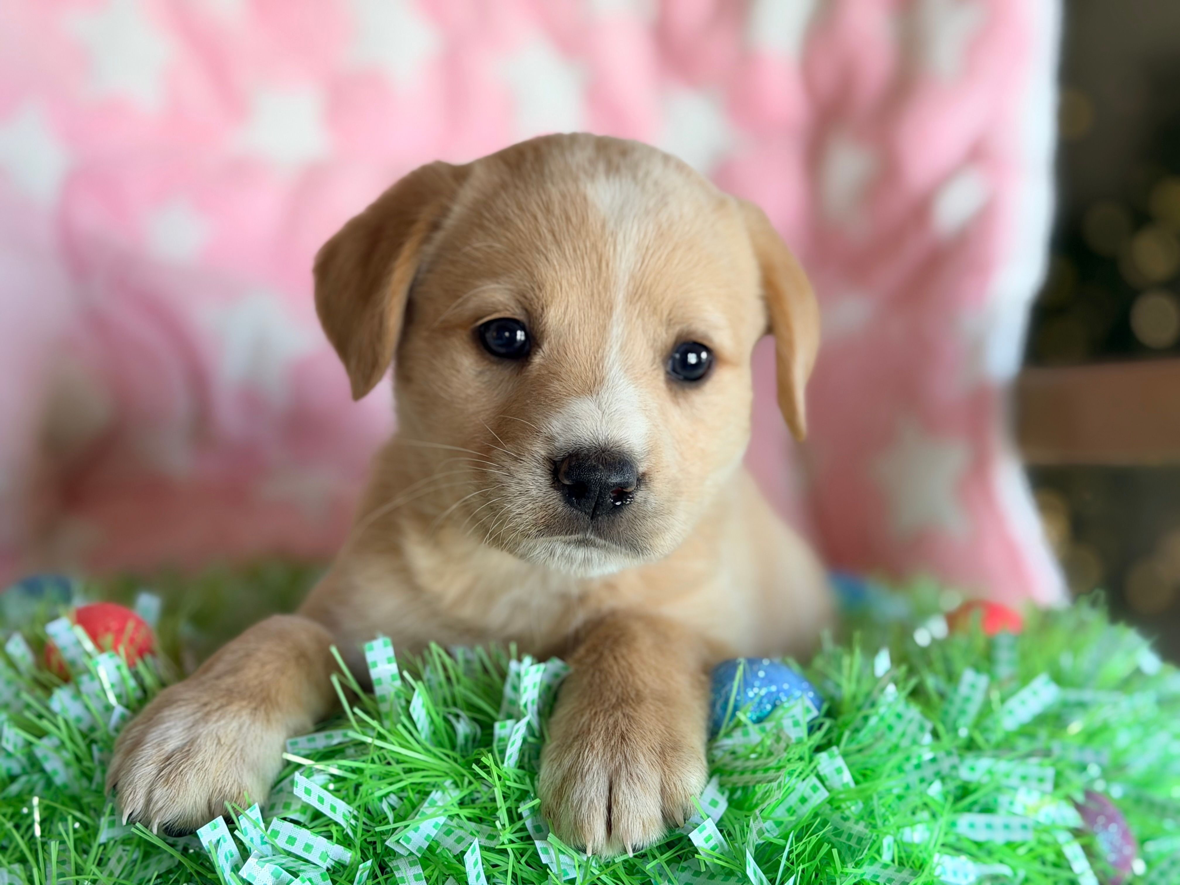 Chloe – Golden Retriever, Miniature Australian Shepherd puppy for sale in Converse, IN