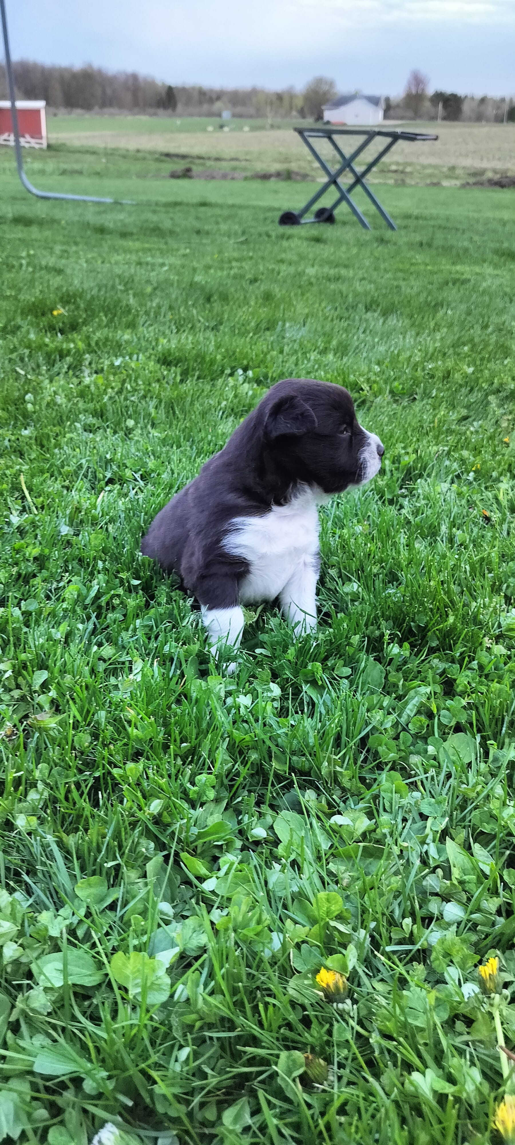 Tuxedo  – Australian Shepherd puppy for sale in Marshfield, WI