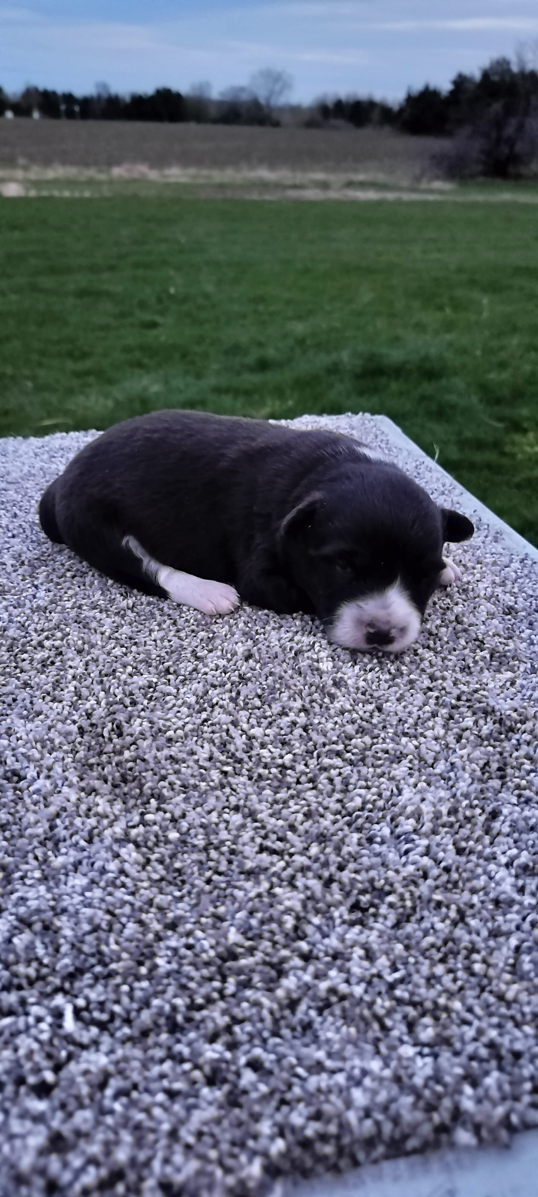 Tuxedo  – Australian Shepherd puppy for sale in Marshfield, WI