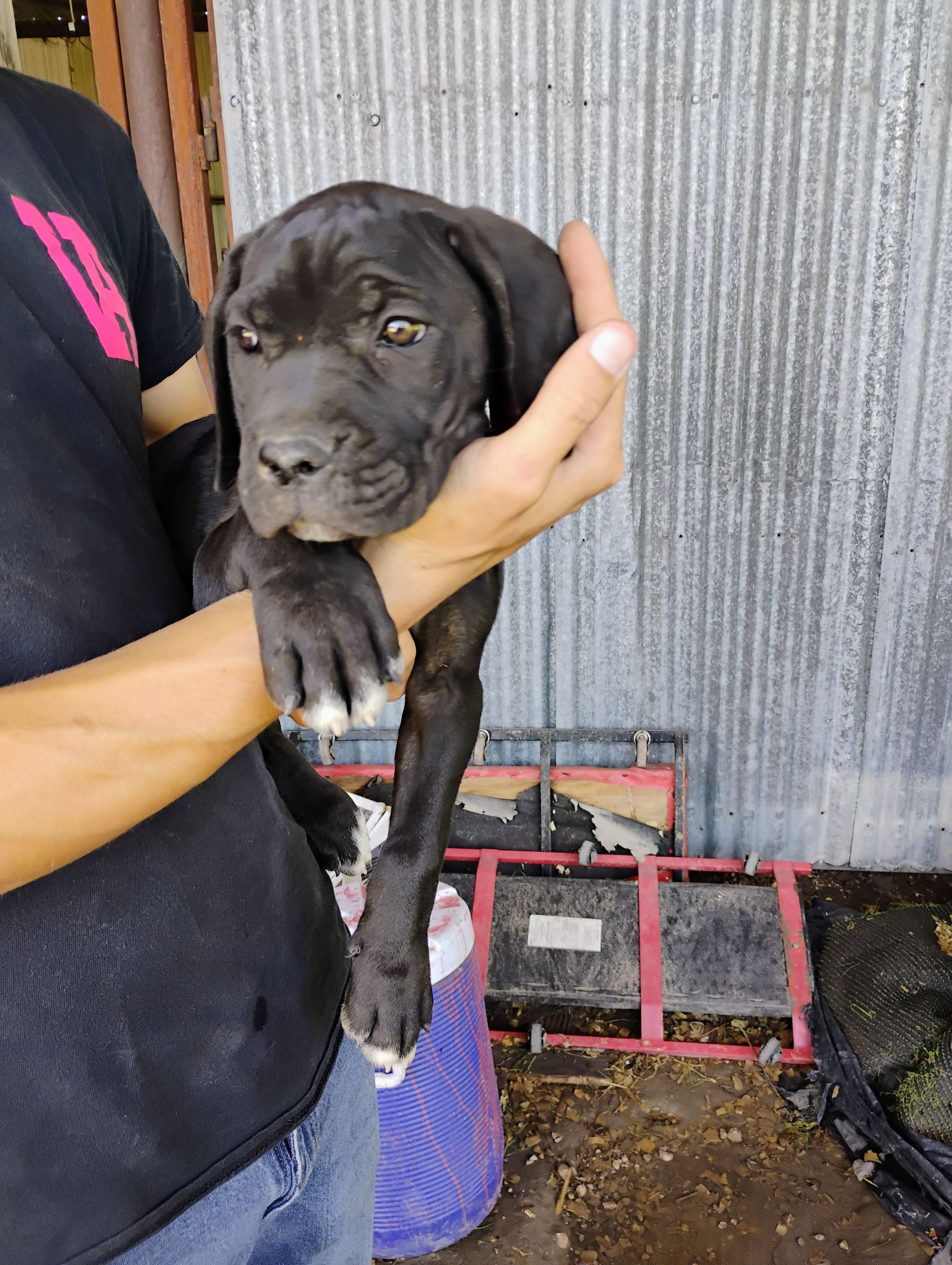Pinto bean – Cane Corso puppy for sale in San Antonio, TX