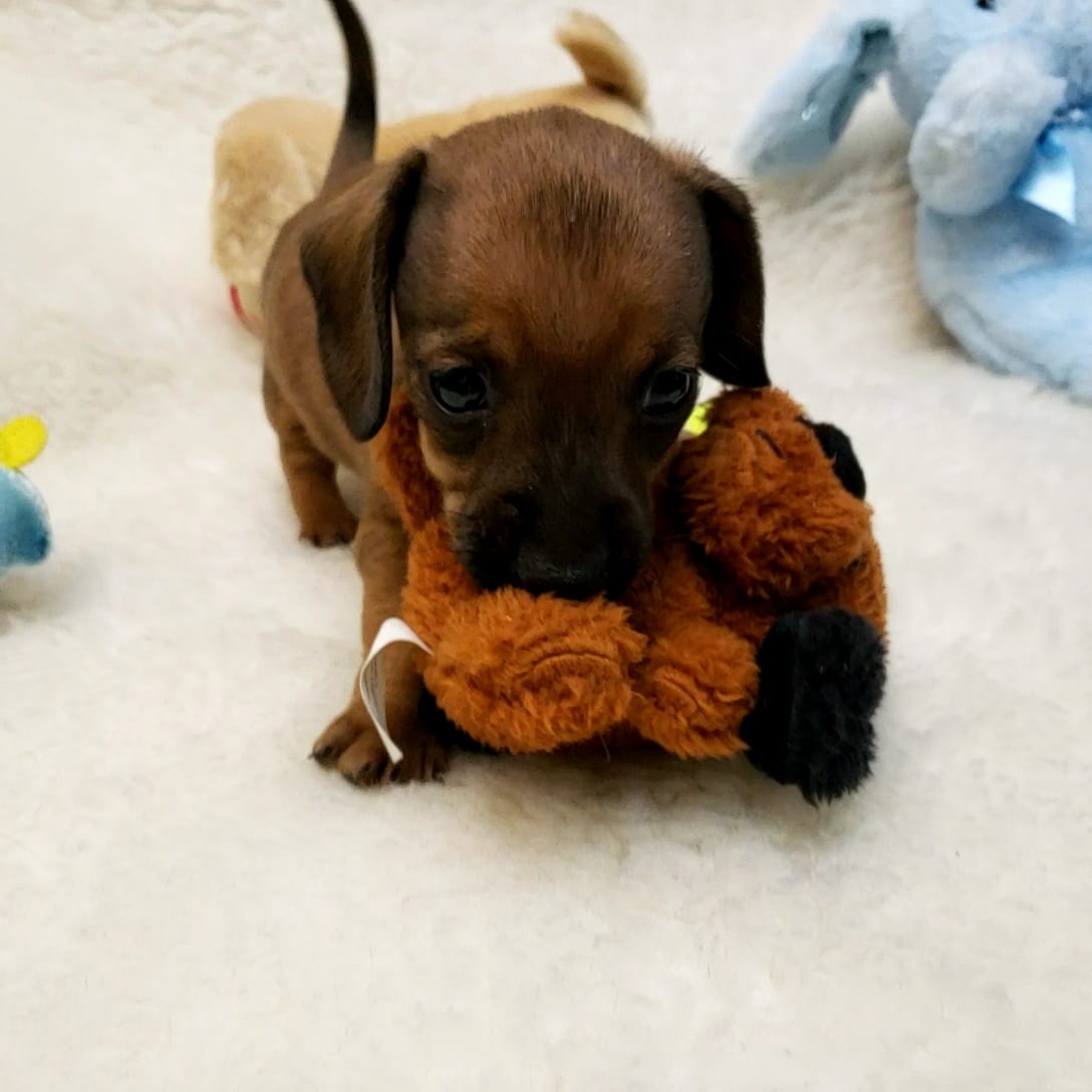 Bruiser – Dachshund puppy for sale in Haverhill, NH