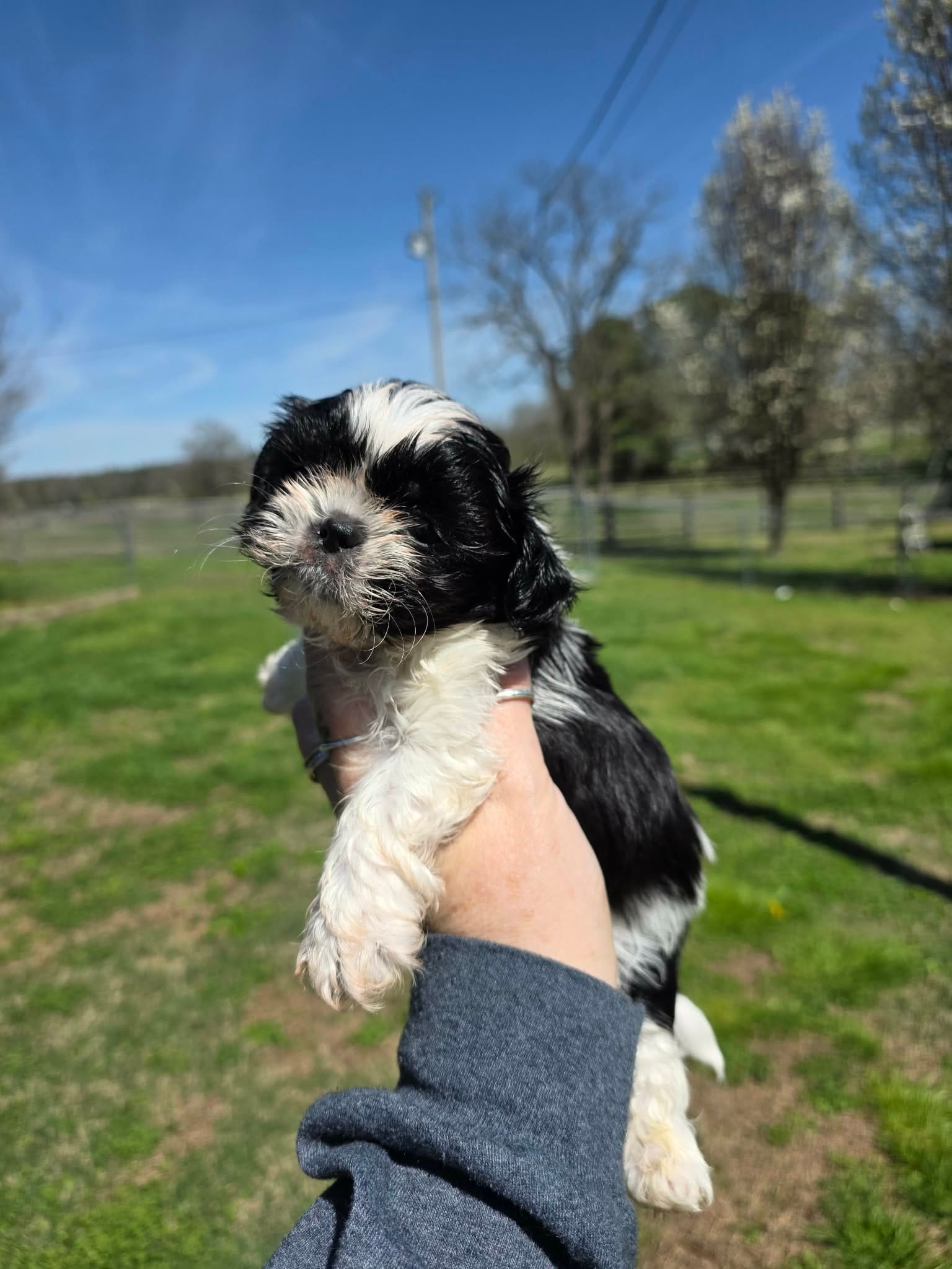 Cookie – Shih Tzu puppy for sale in Dalton, GA