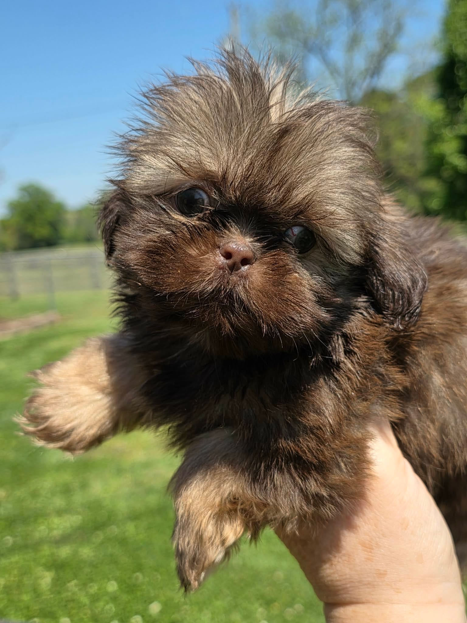 Male dobie – Shih Tzu puppy for sale in Dalton, GA