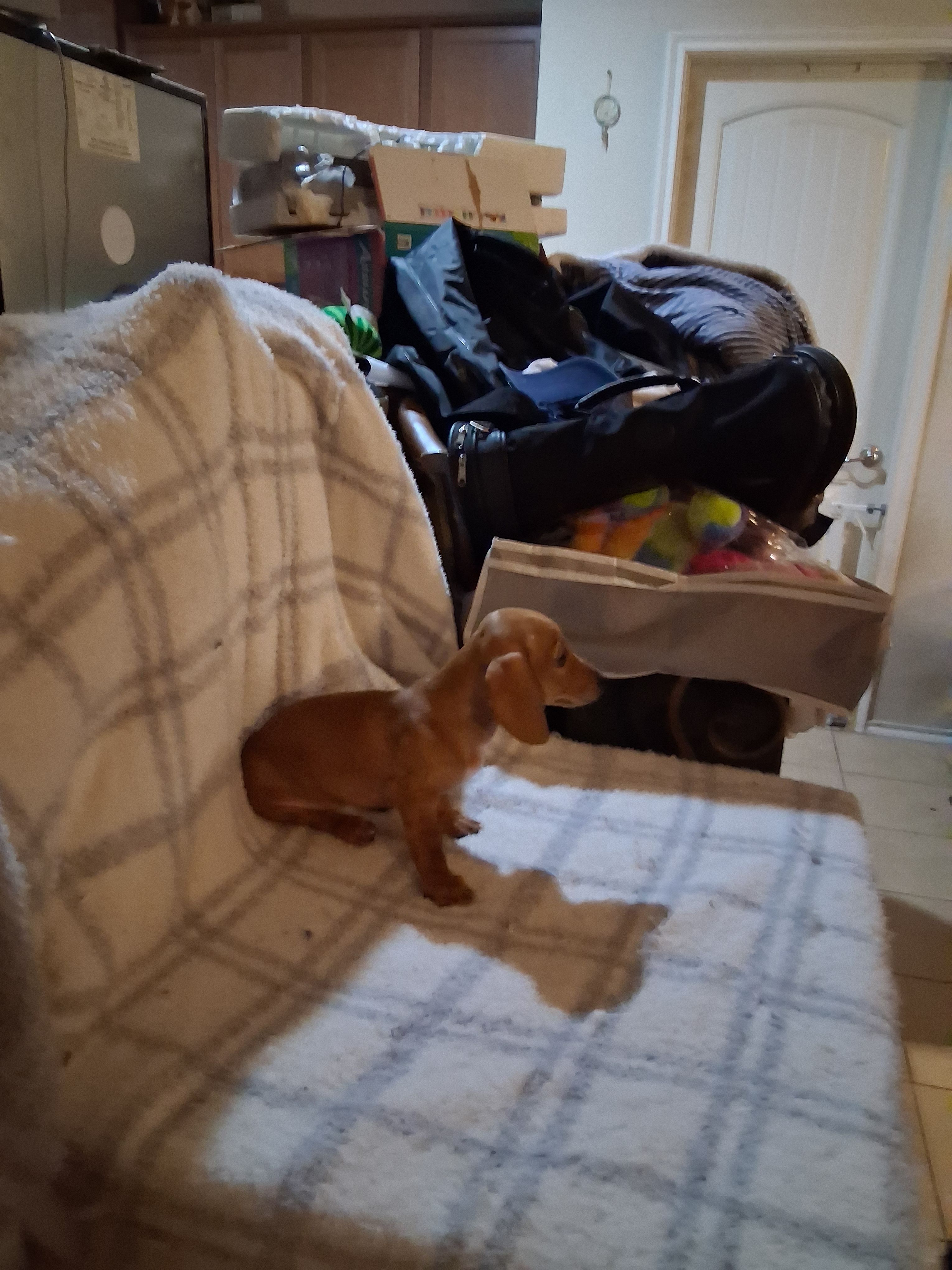 Blonde  – Miniature Dachshund puppy for sale in Anna, TX