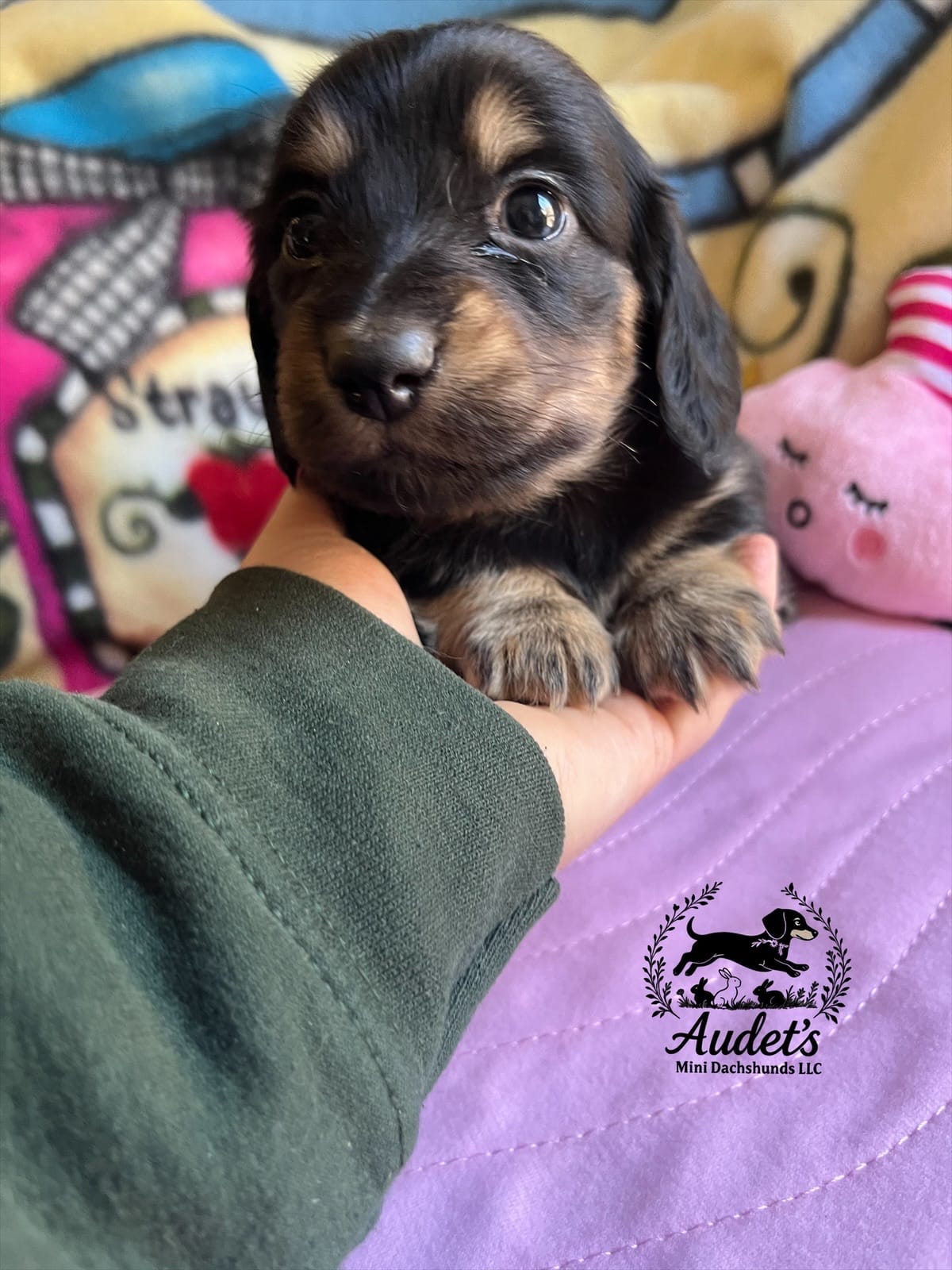 Murphy – Miniature Dachshund puppy for sale in East Dover, VT