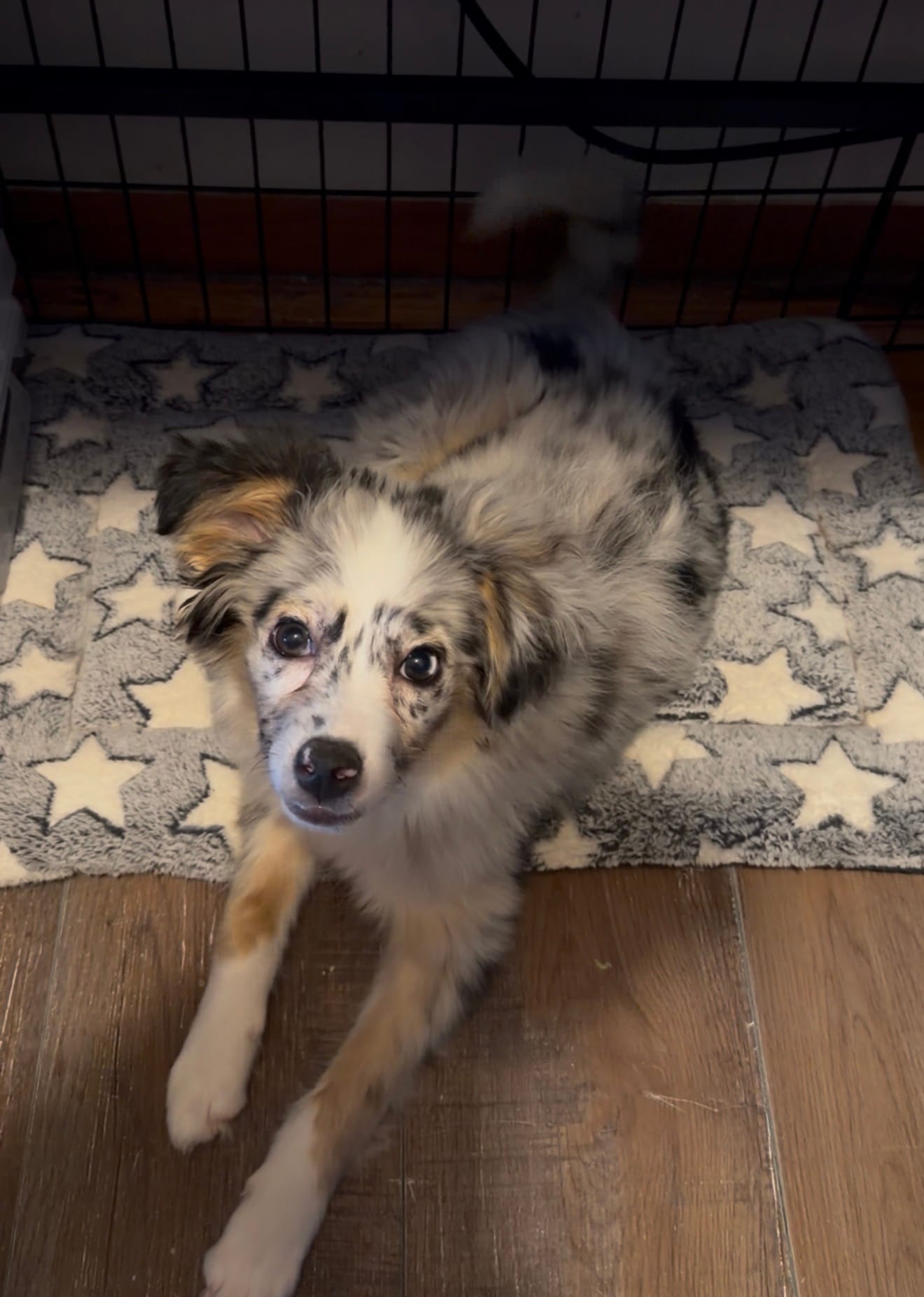 Ember – Miniature Australian Shepherd puppy for sale in Neenah, WI