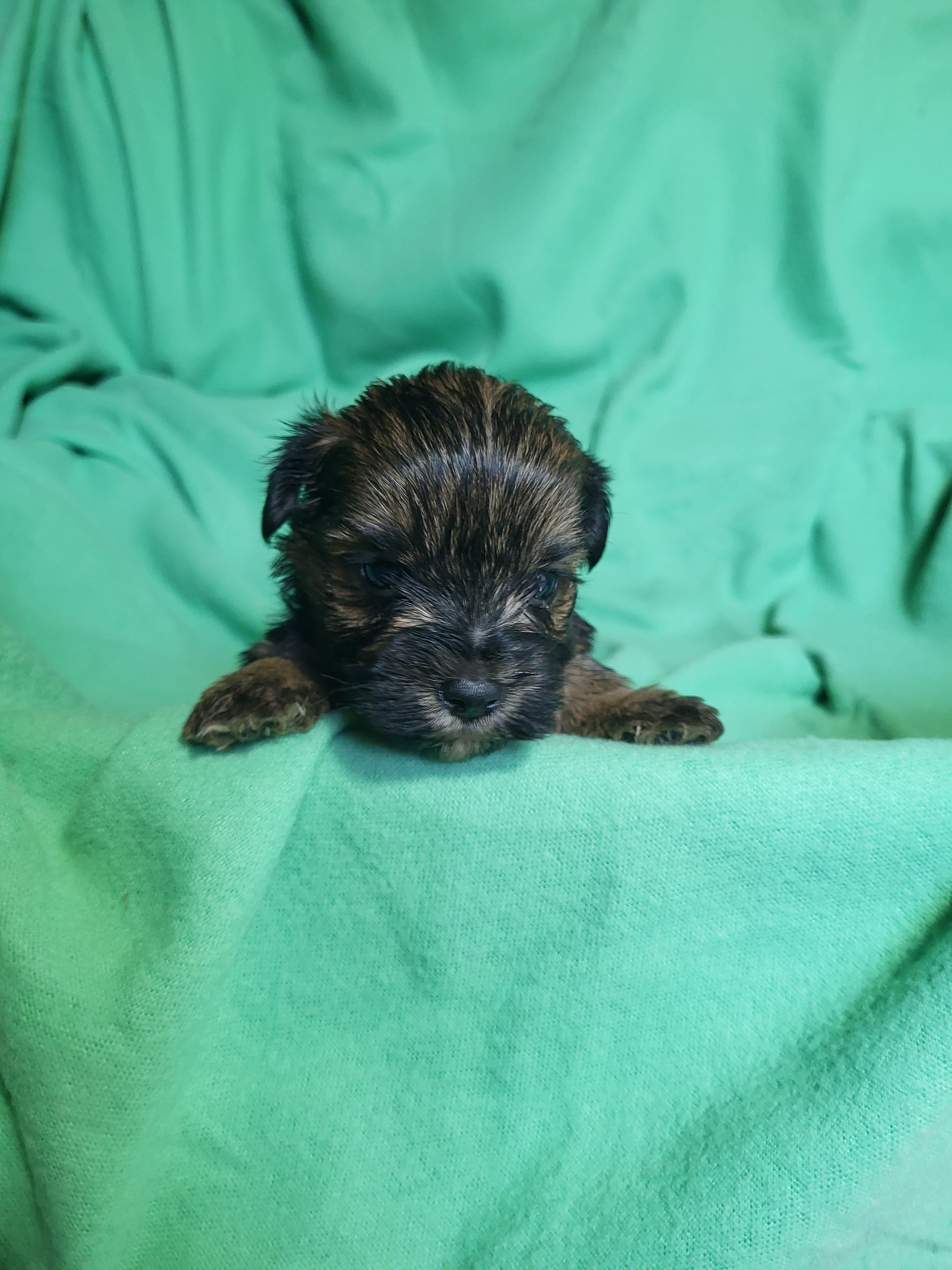 Lucky – Yorkipoo puppy for sale in East Dublin, GA