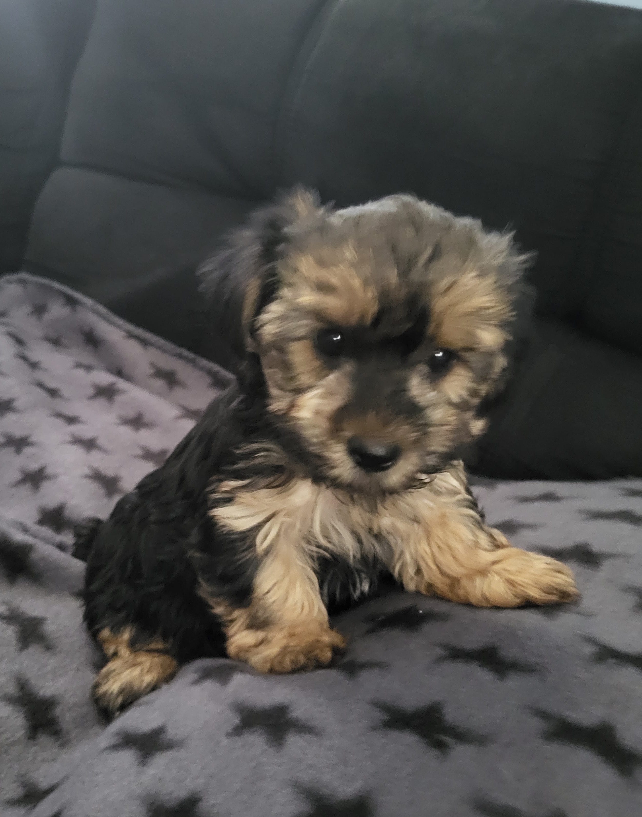 Lucky – Yorkipoo puppy for sale in East Dublin, GA