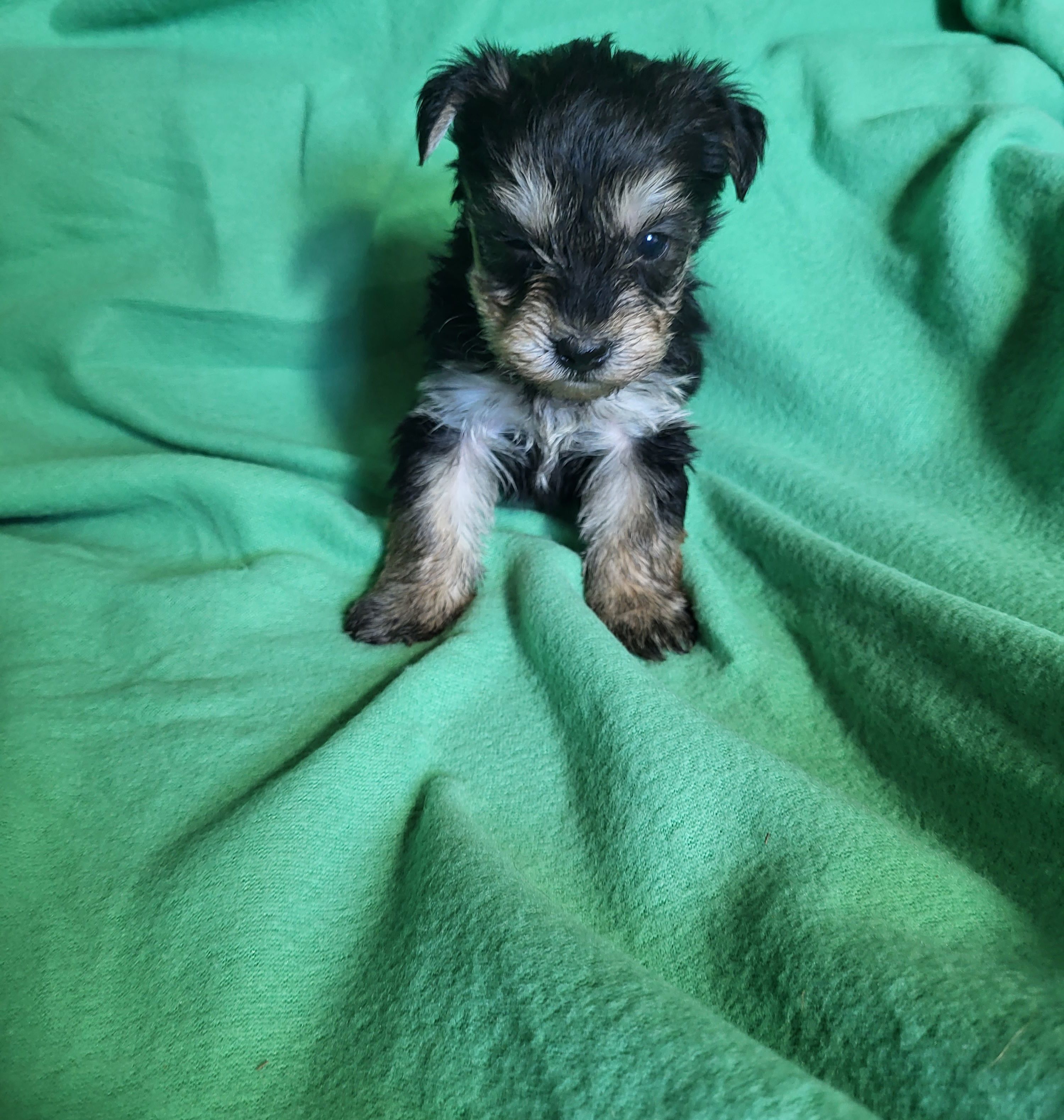 Lacey  – Yorkipoo puppy for sale in East Dublin, GA