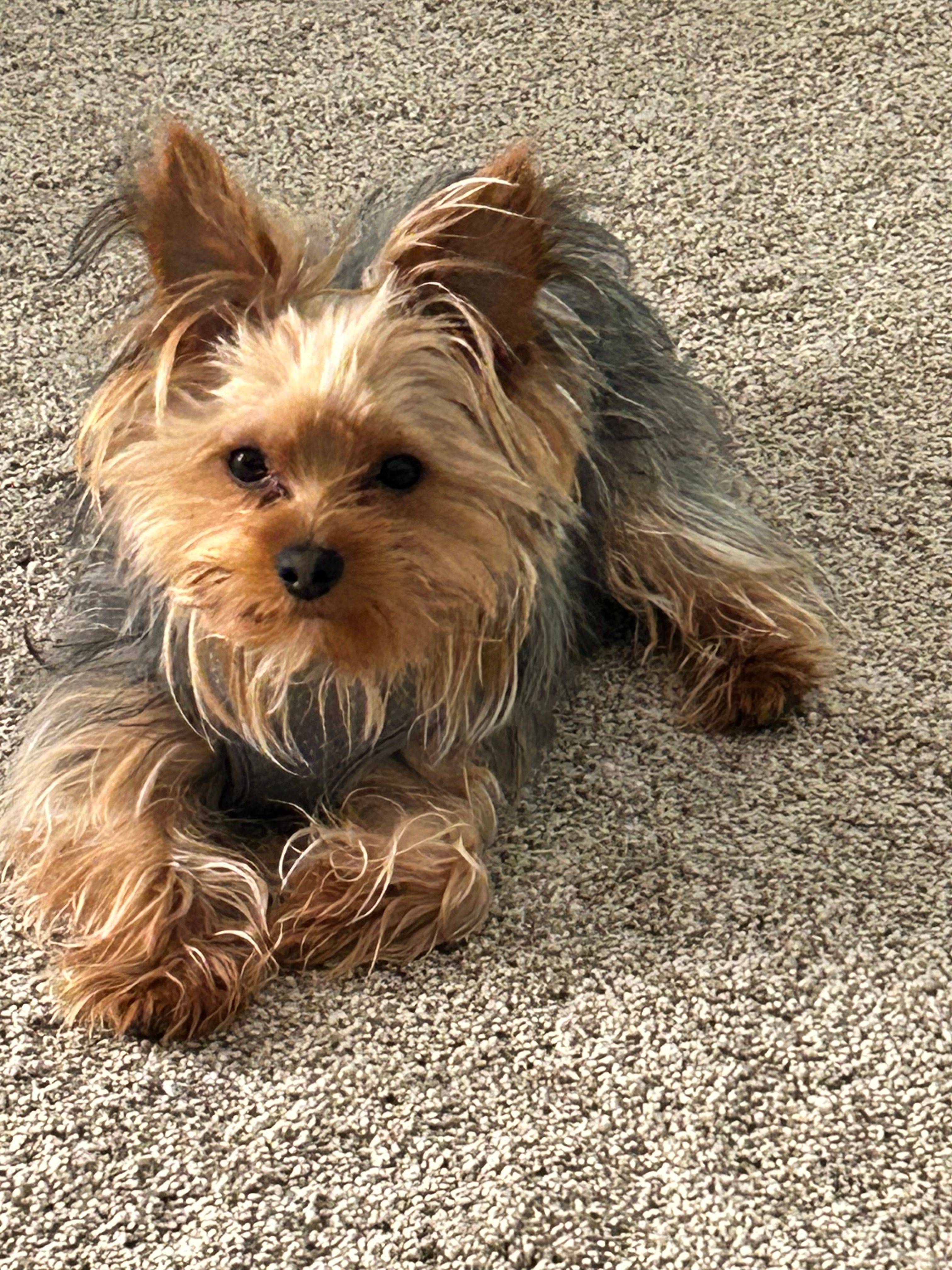 Parker – Yorkshire Terrier puppy for sale in Sanford, MI