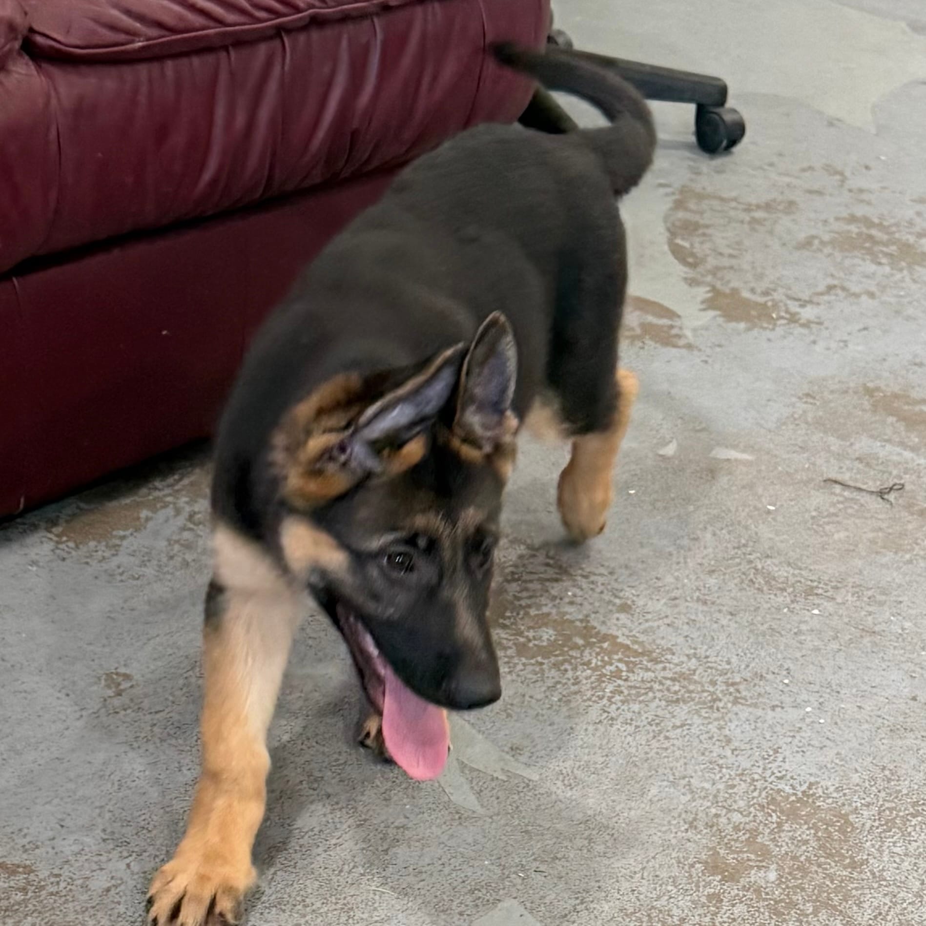 Elena – German Shepherd Dog puppy for sale in Brighton, CO