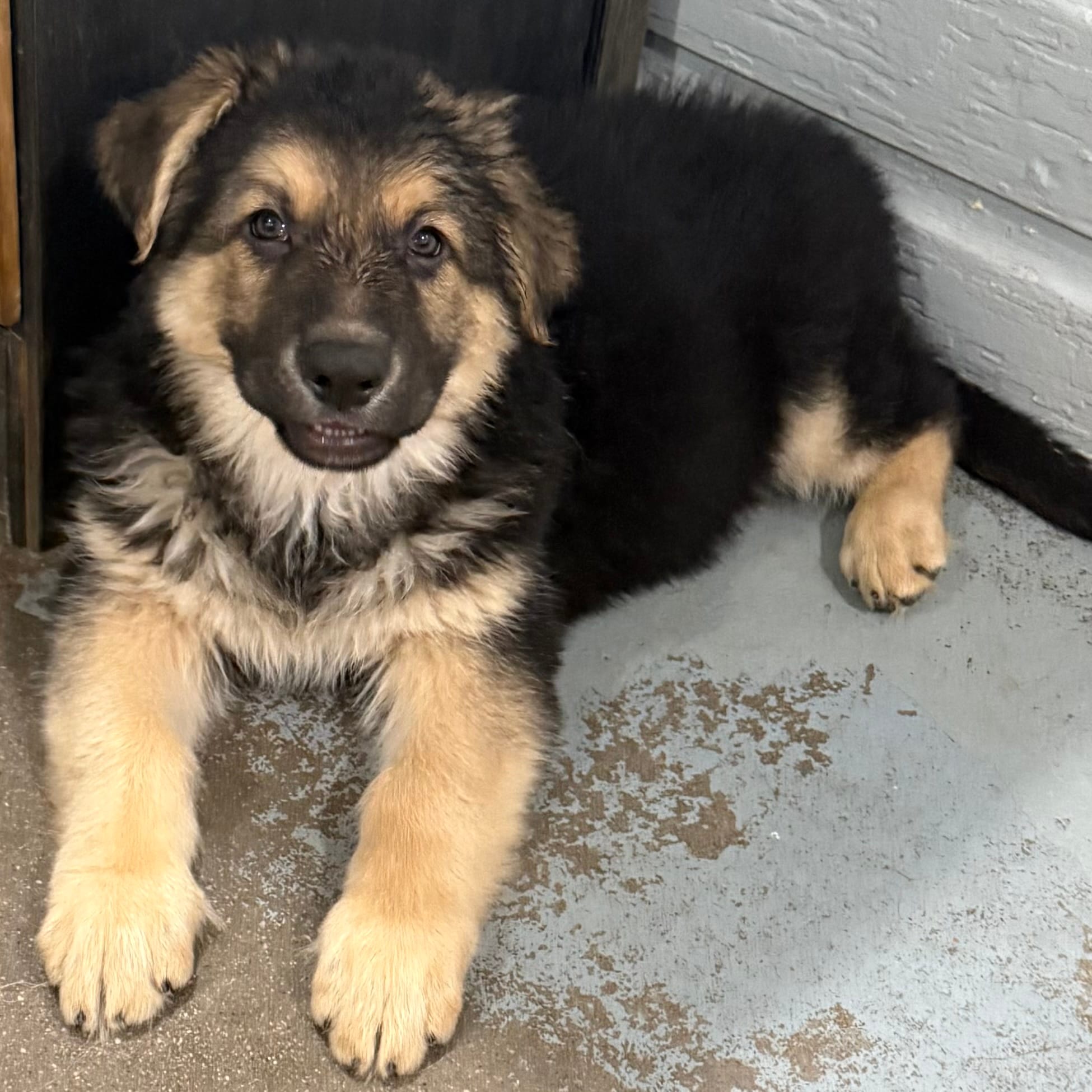 Thomas – German Shepherd Dog puppy for sale in Brighton, CO