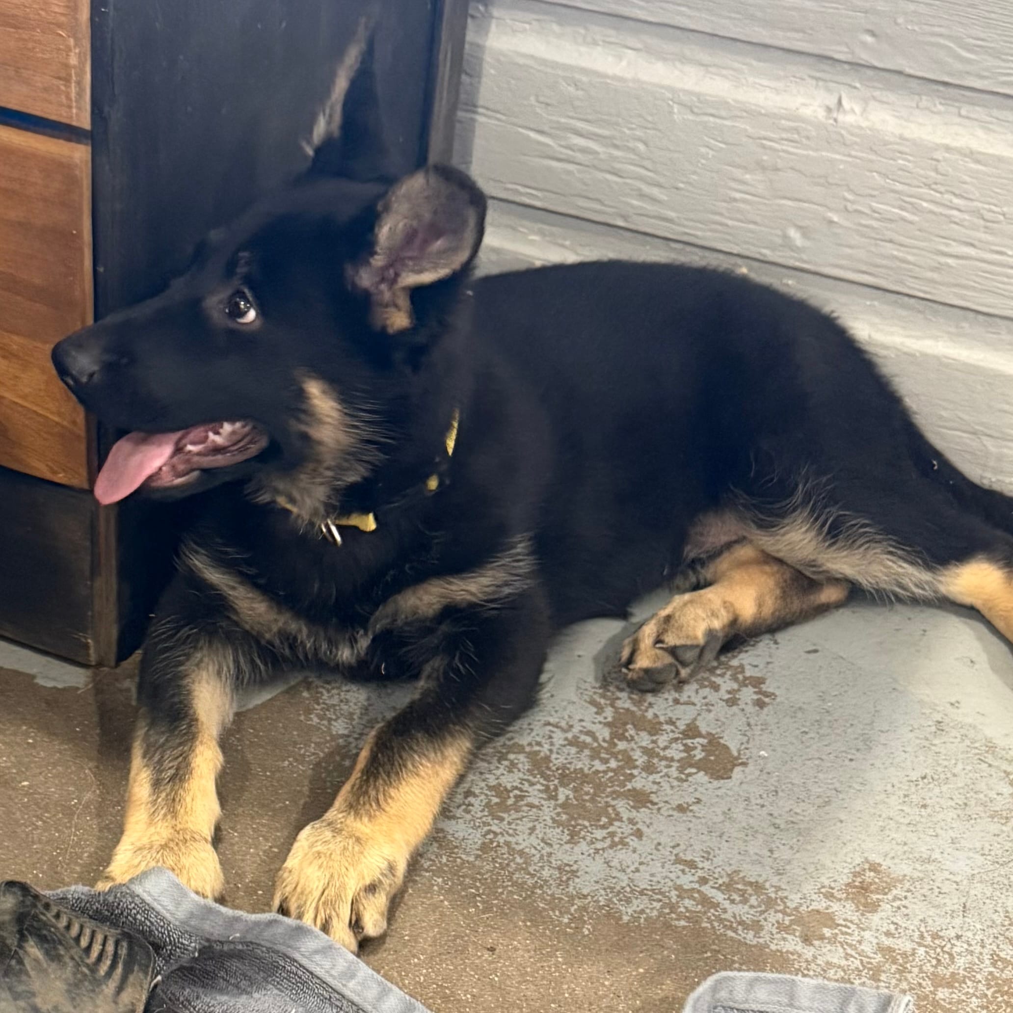 Tanya – German Shepherd Dog puppy for sale in Brighton, CO