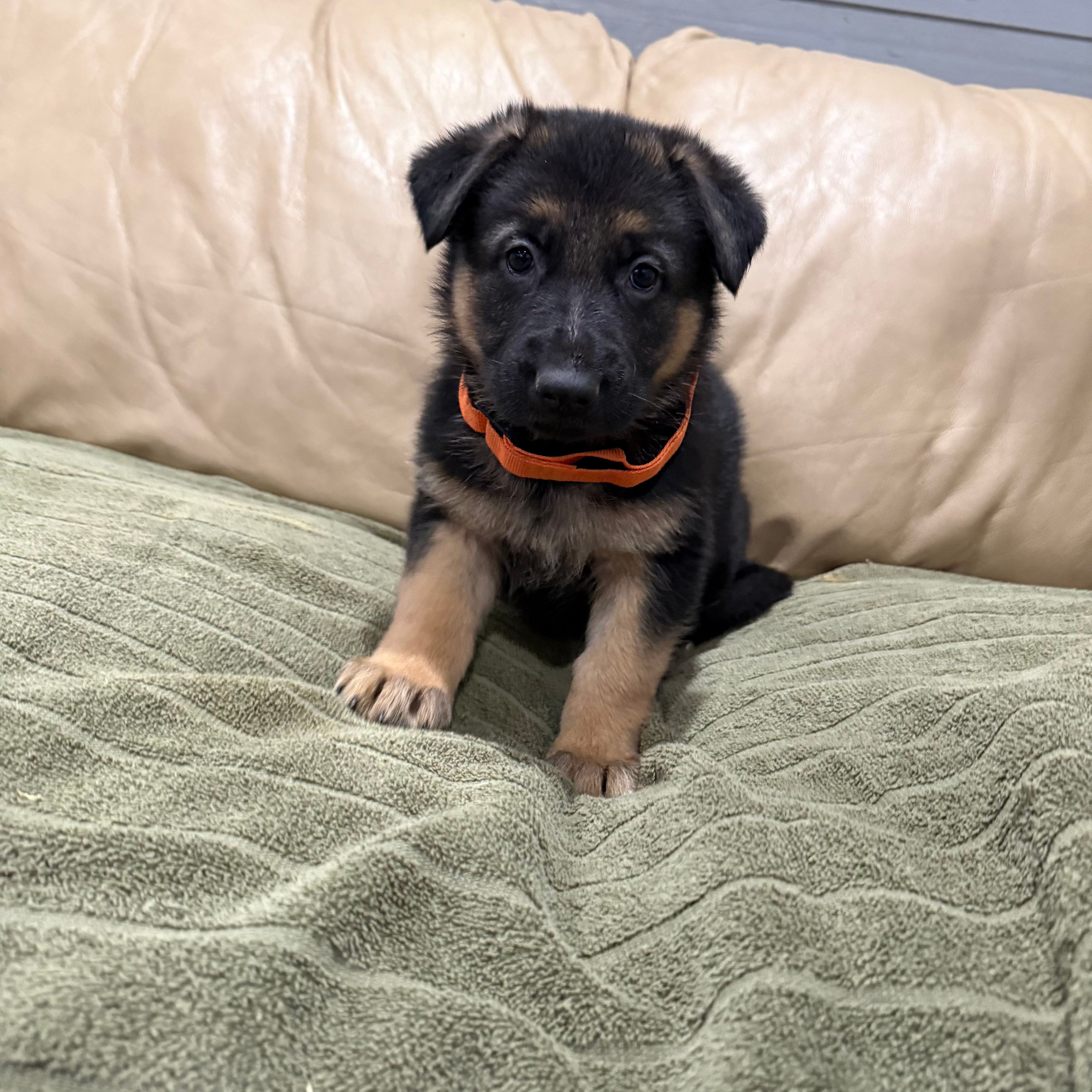 AKC German Shepherd puppy female – German Shepherd Dog puppy for sale in Brighton, CO