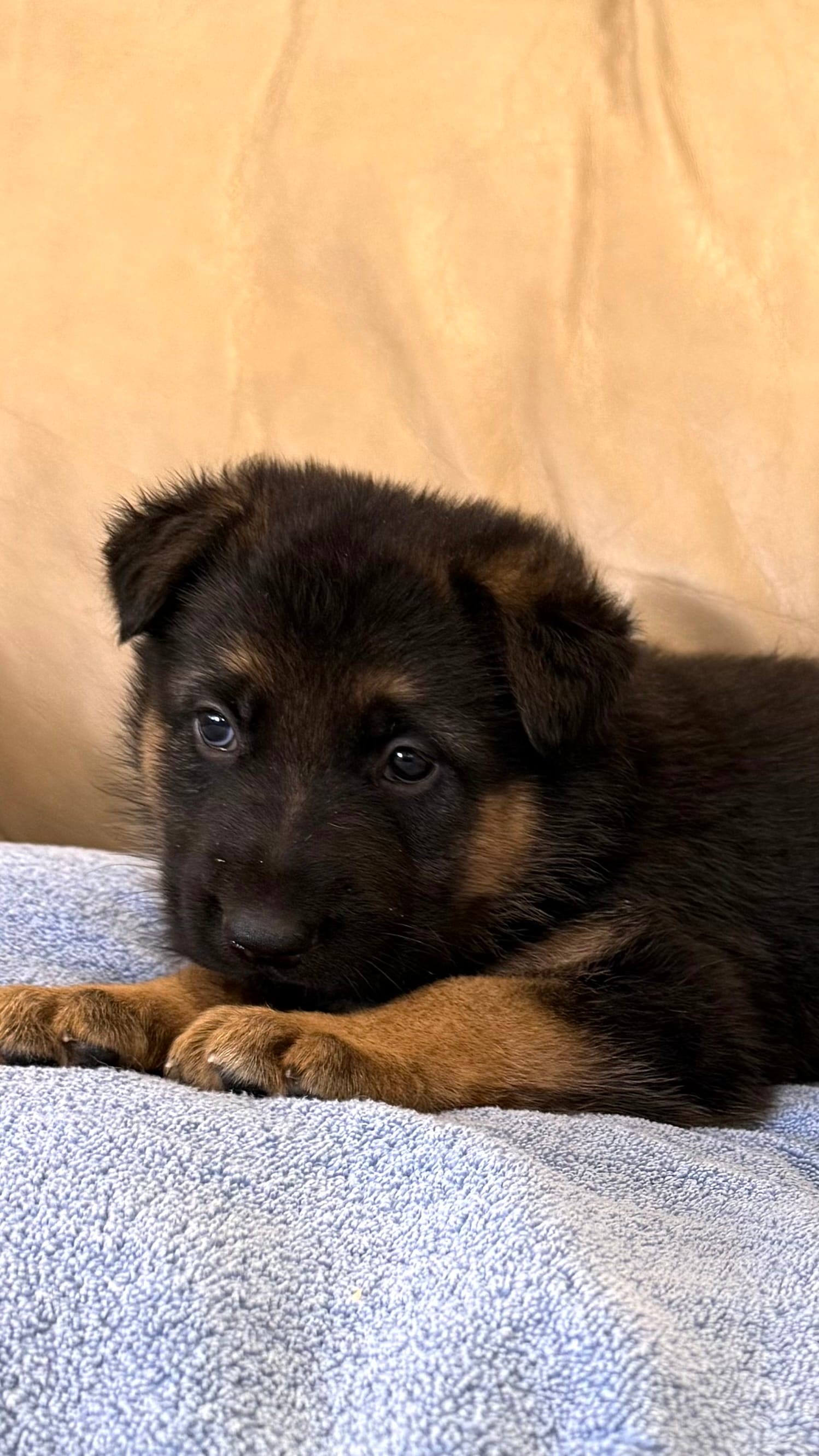 AKC German Shepherd Puppy male – German Shepherd Dog puppy for sale in Brighton, CO