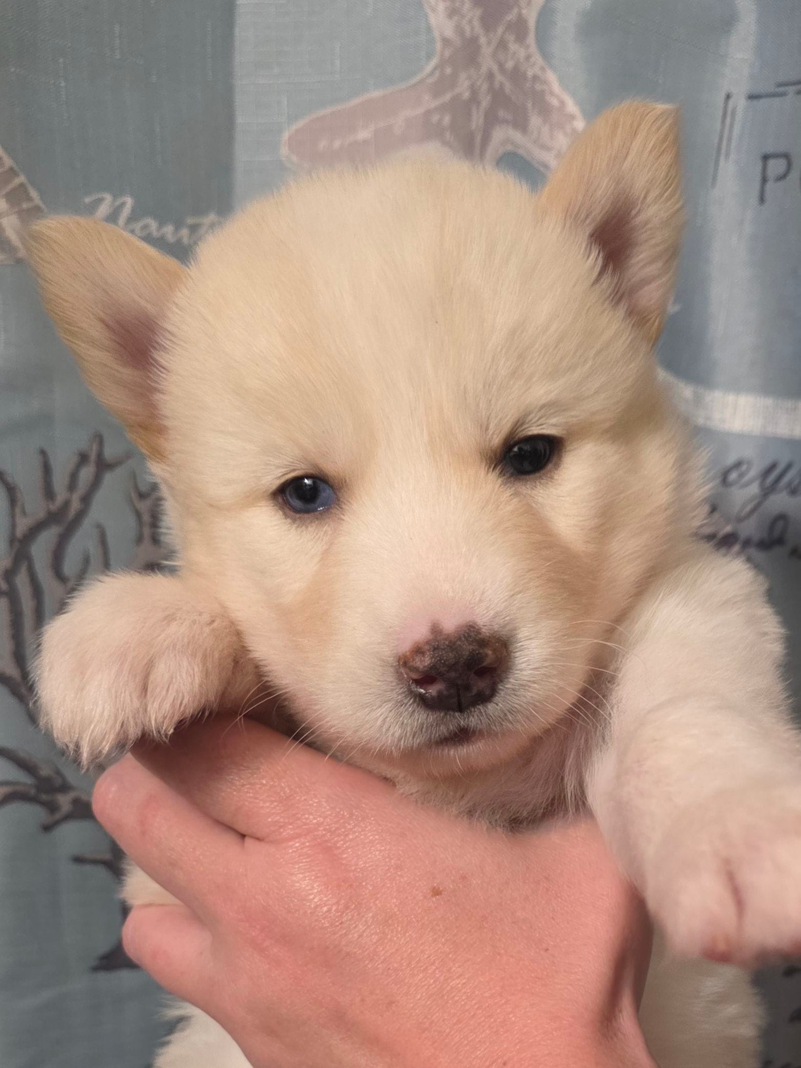 Green – Siberian Husky puppy for sale in 