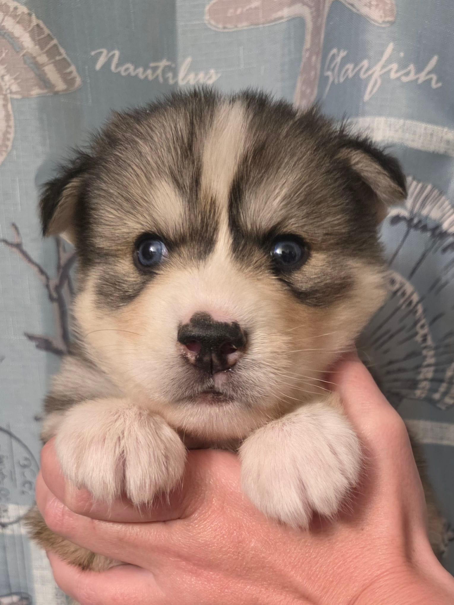 Black – Siberian Husky puppy for sale in 