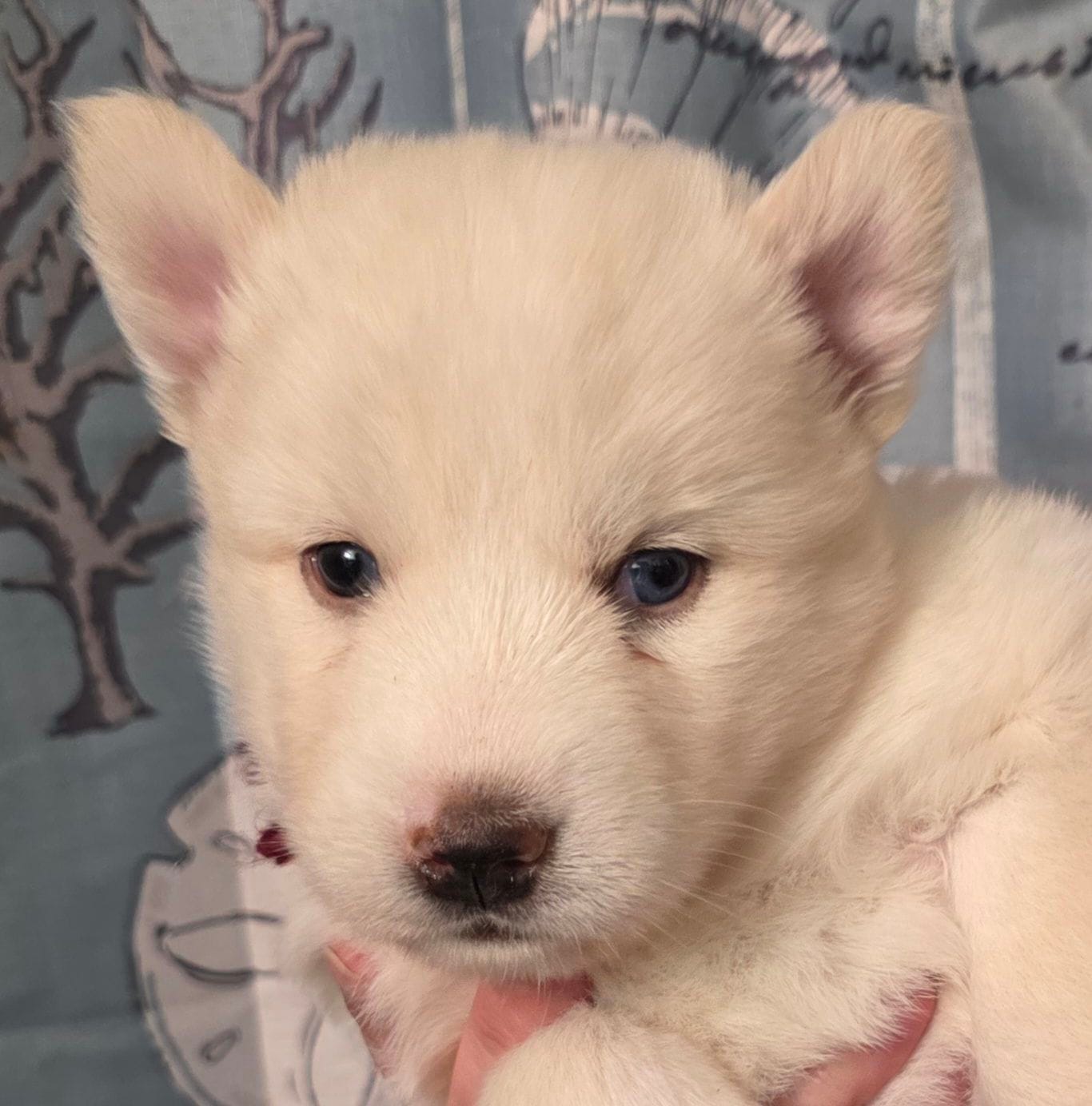 Red – Siberian Husky puppy for sale in 