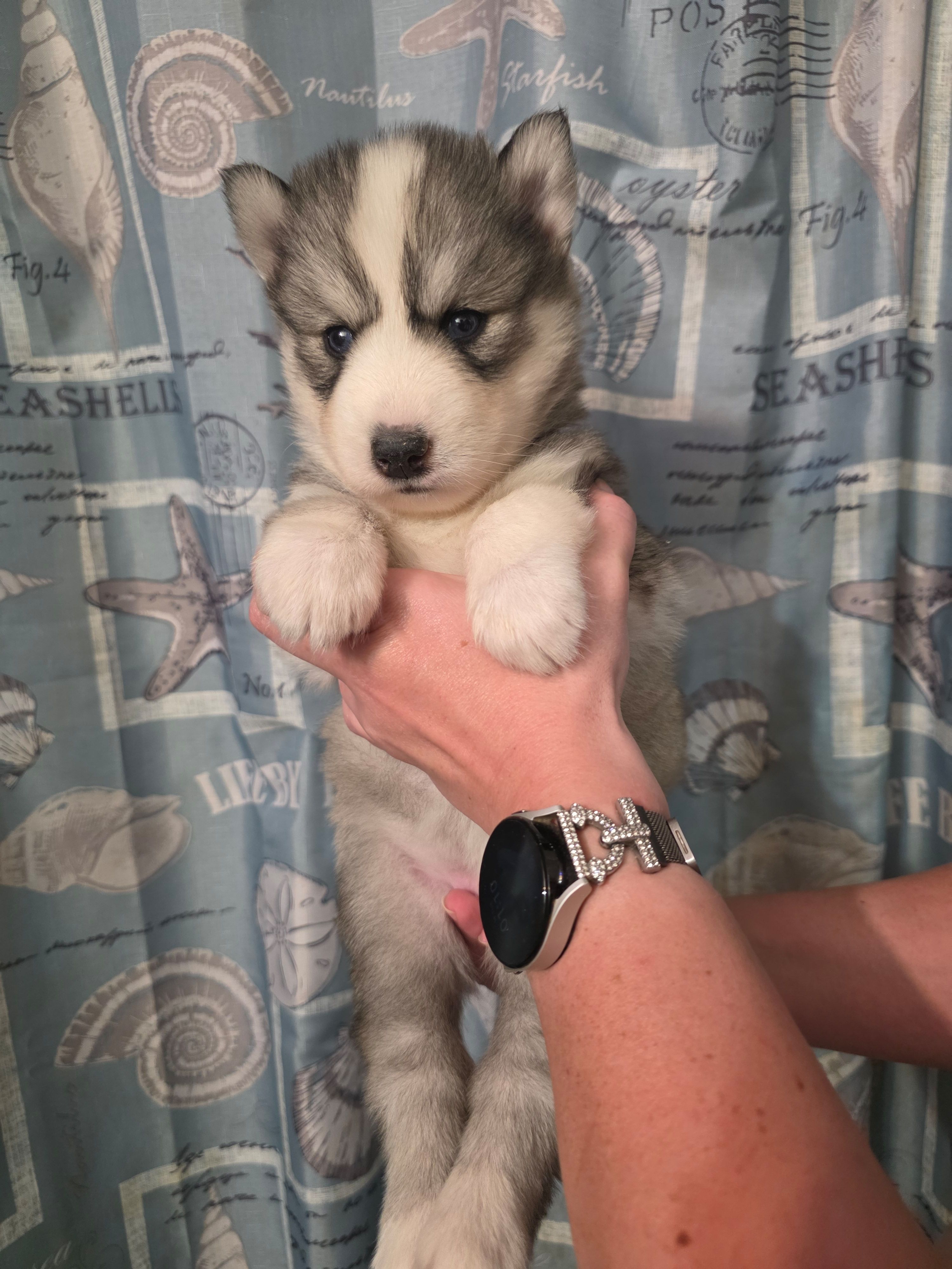 Purple – Siberian Husky puppy for sale in 