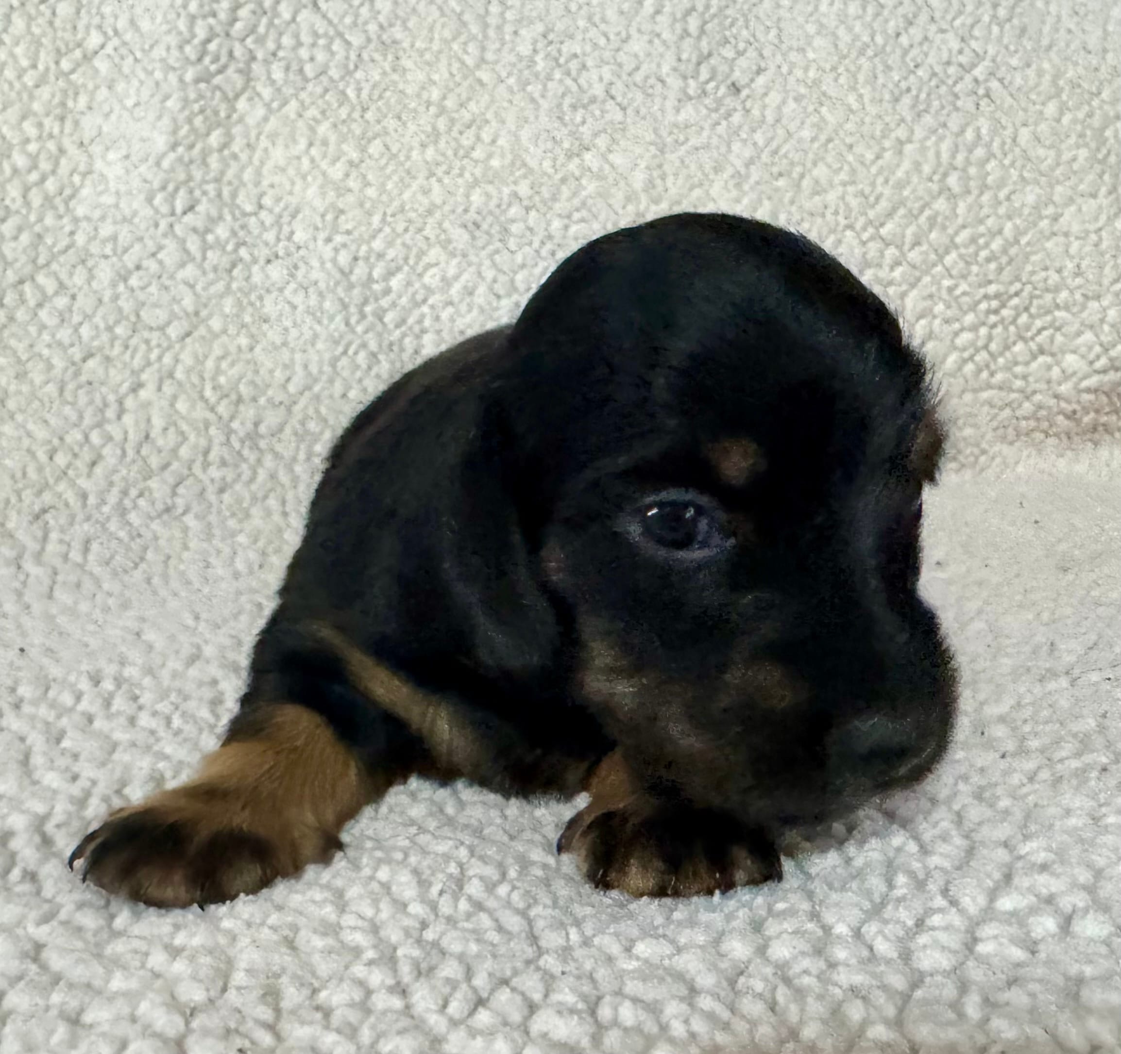 Lucy  – Miniature Dachshund puppy for sale in Texarkana, AR