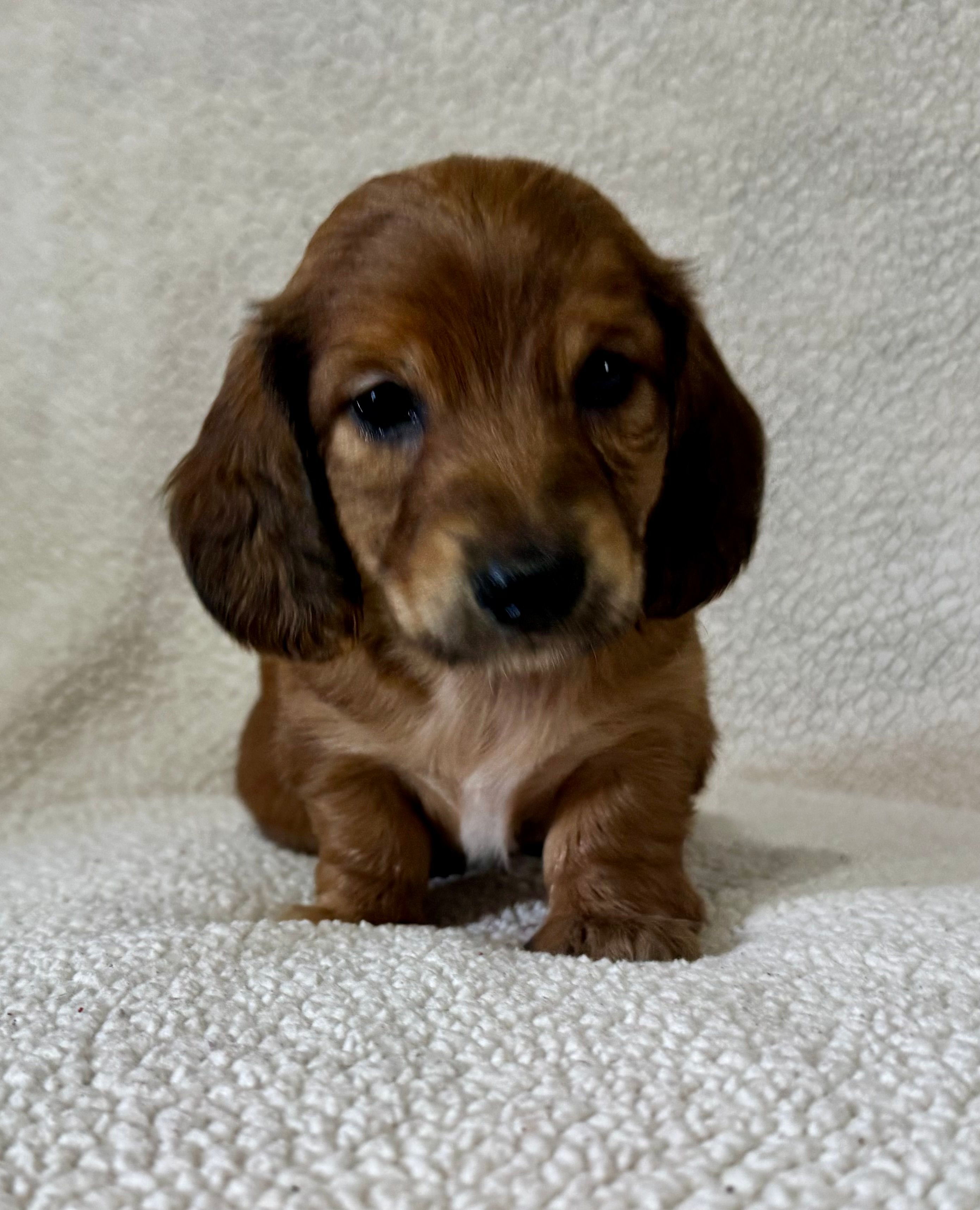 Daisy – Miniature Dachshund puppy for sale in Texarkana, AR