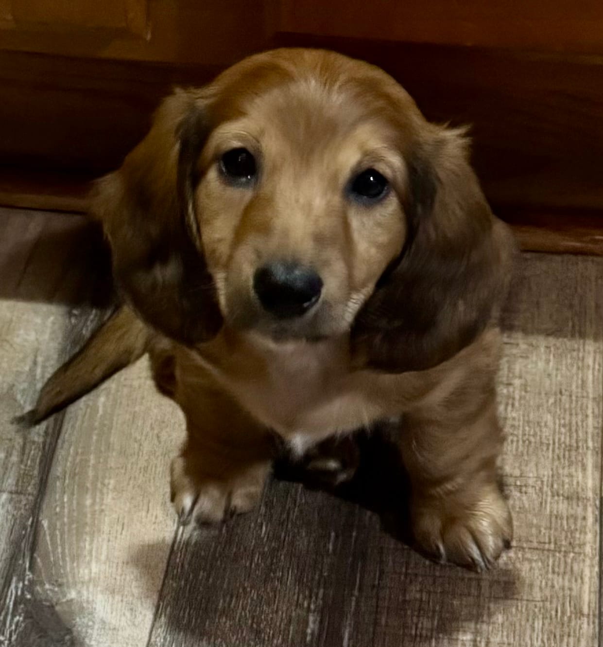 Daisy – Miniature Dachshund puppy for sale in Texarkana, AR