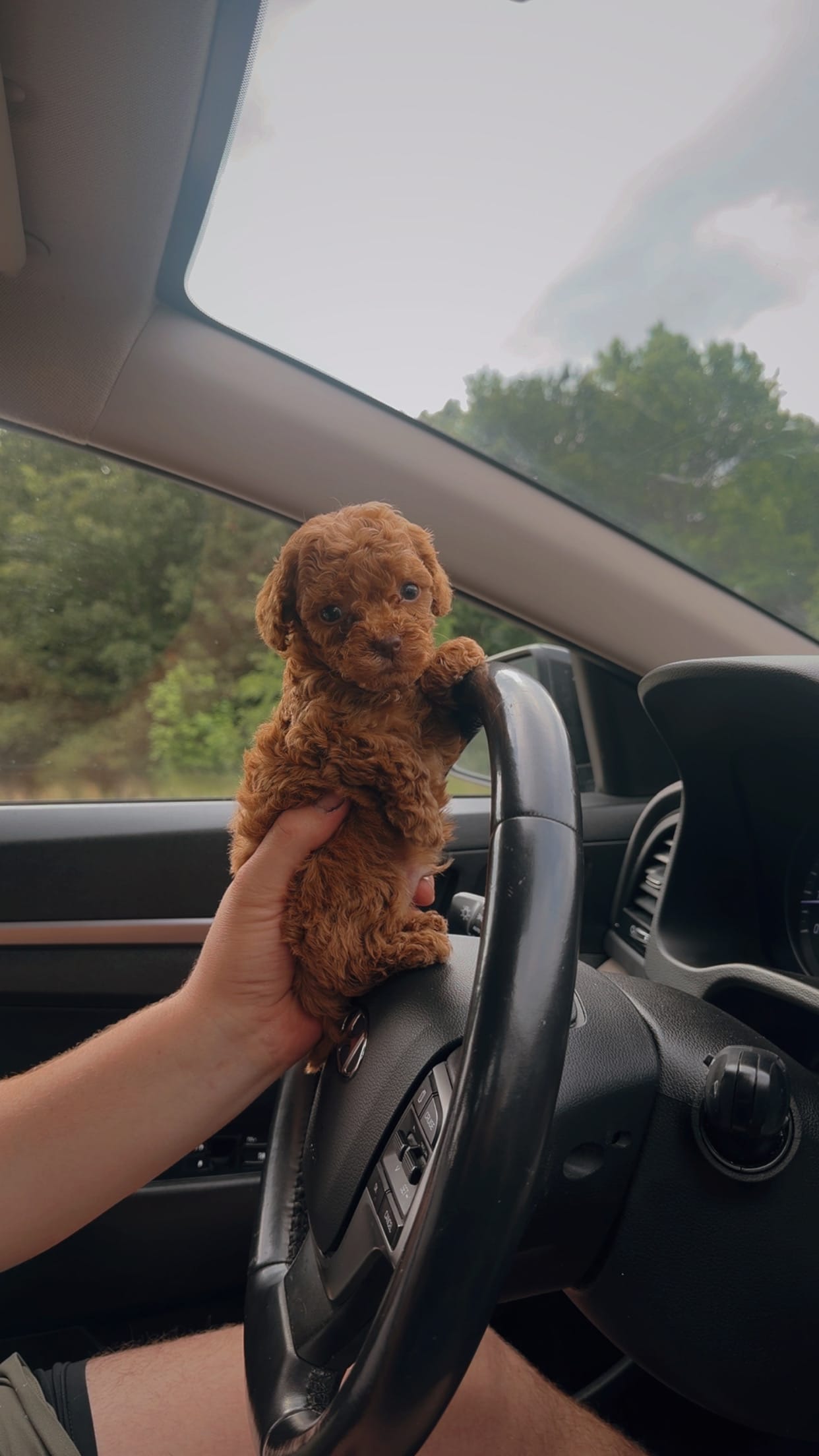 Teddy🧸 F1b toy golden doodle  – Miniature Goldendoodle puppy for sale in Spartanburg, SC