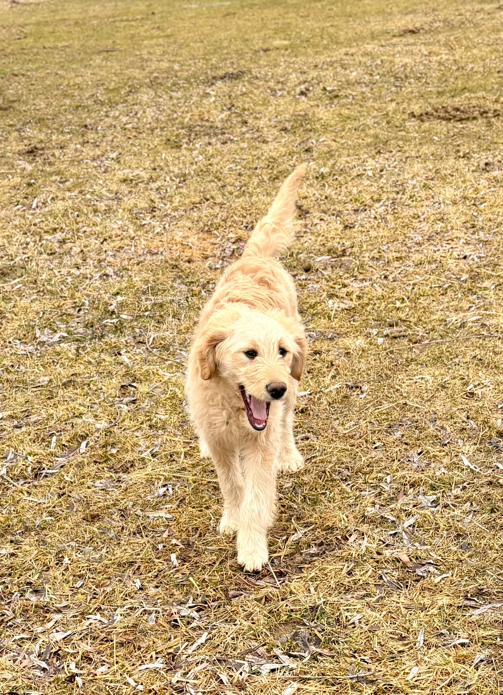 Moon – Goldendoodle puppy for sale in Imlay City, MI