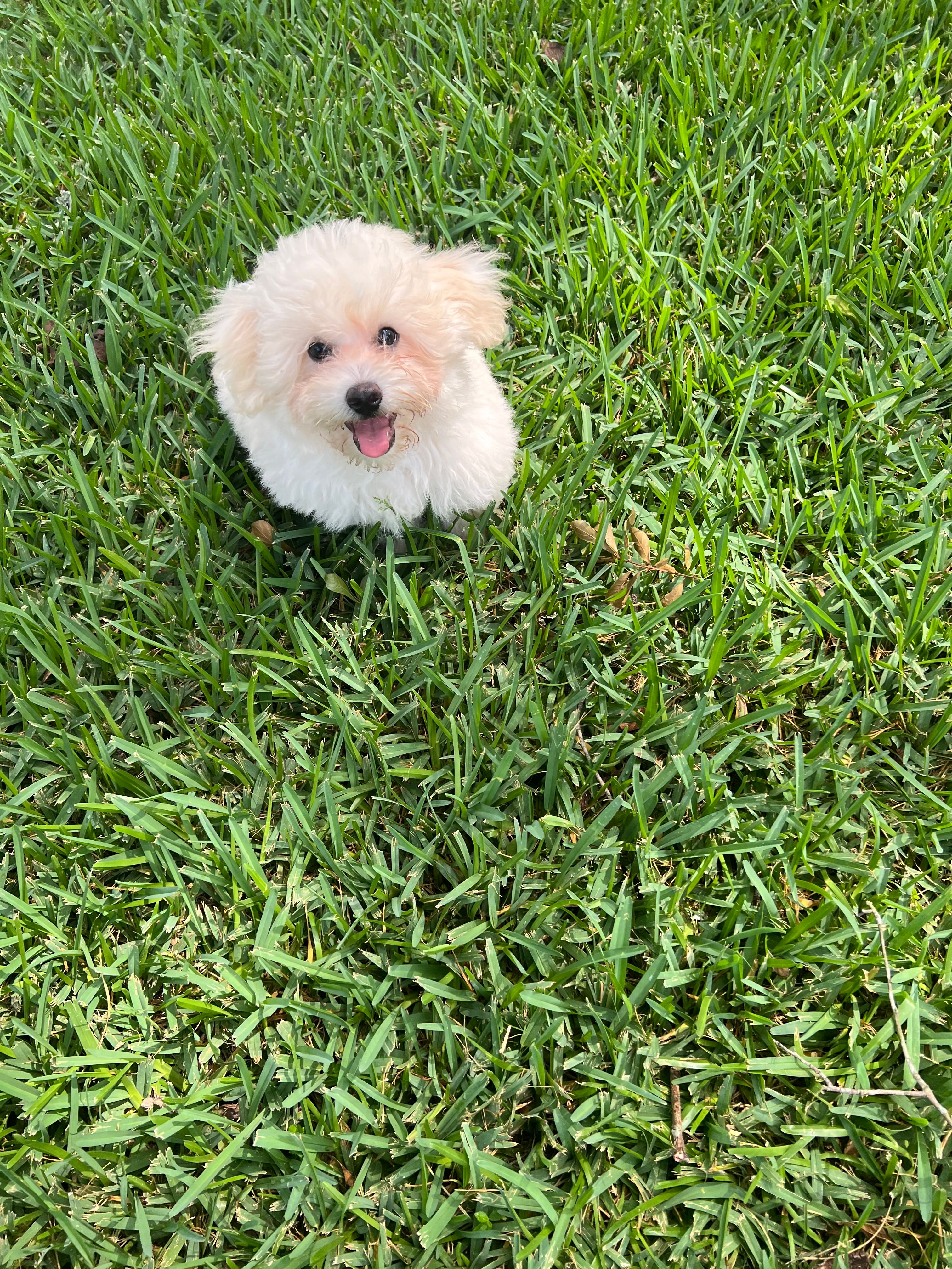 Rex – Maltipoo puppy for sale in Bullard, TX