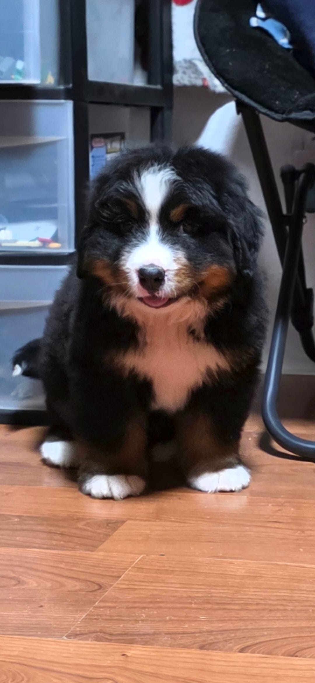 Grogu – Bernese Mountain Dog puppy for sale in Anderson, CA