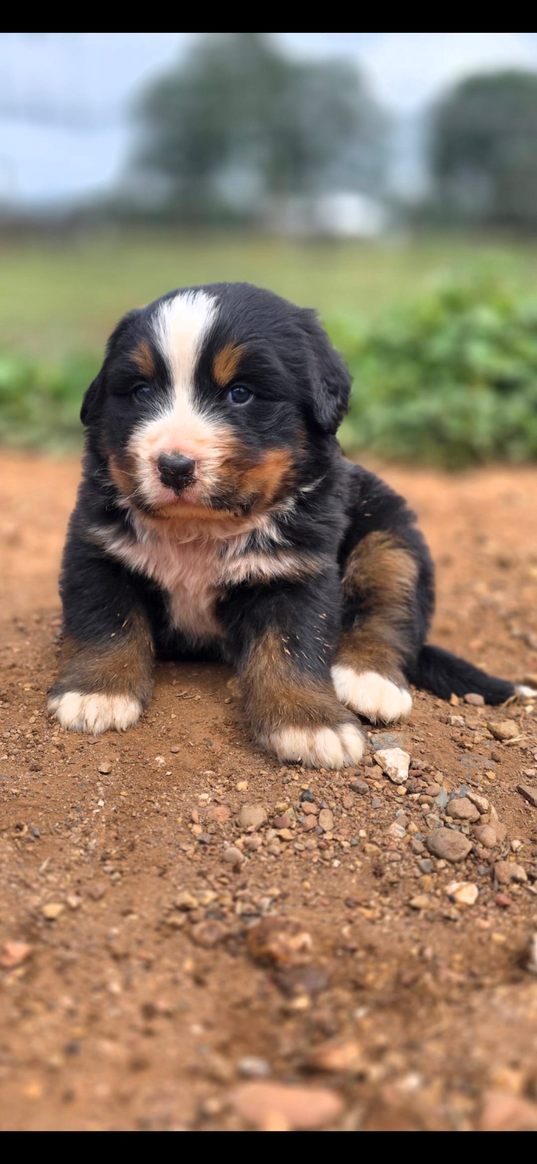 Tot – Bernese Mountain Dog puppy for sale in Anderson, CA