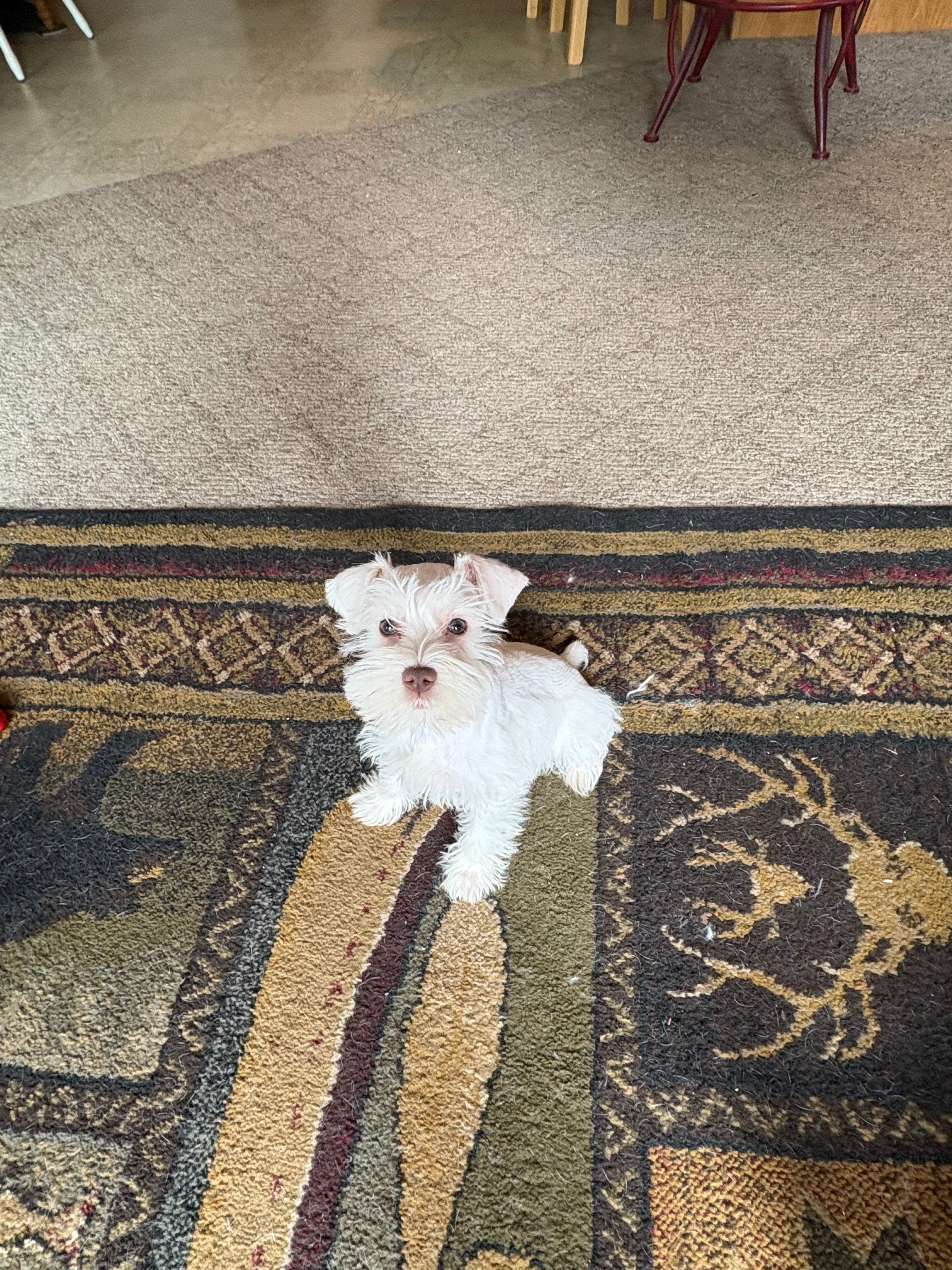Milly – Miniature Schnauzer puppy for sale in Lexington, MI