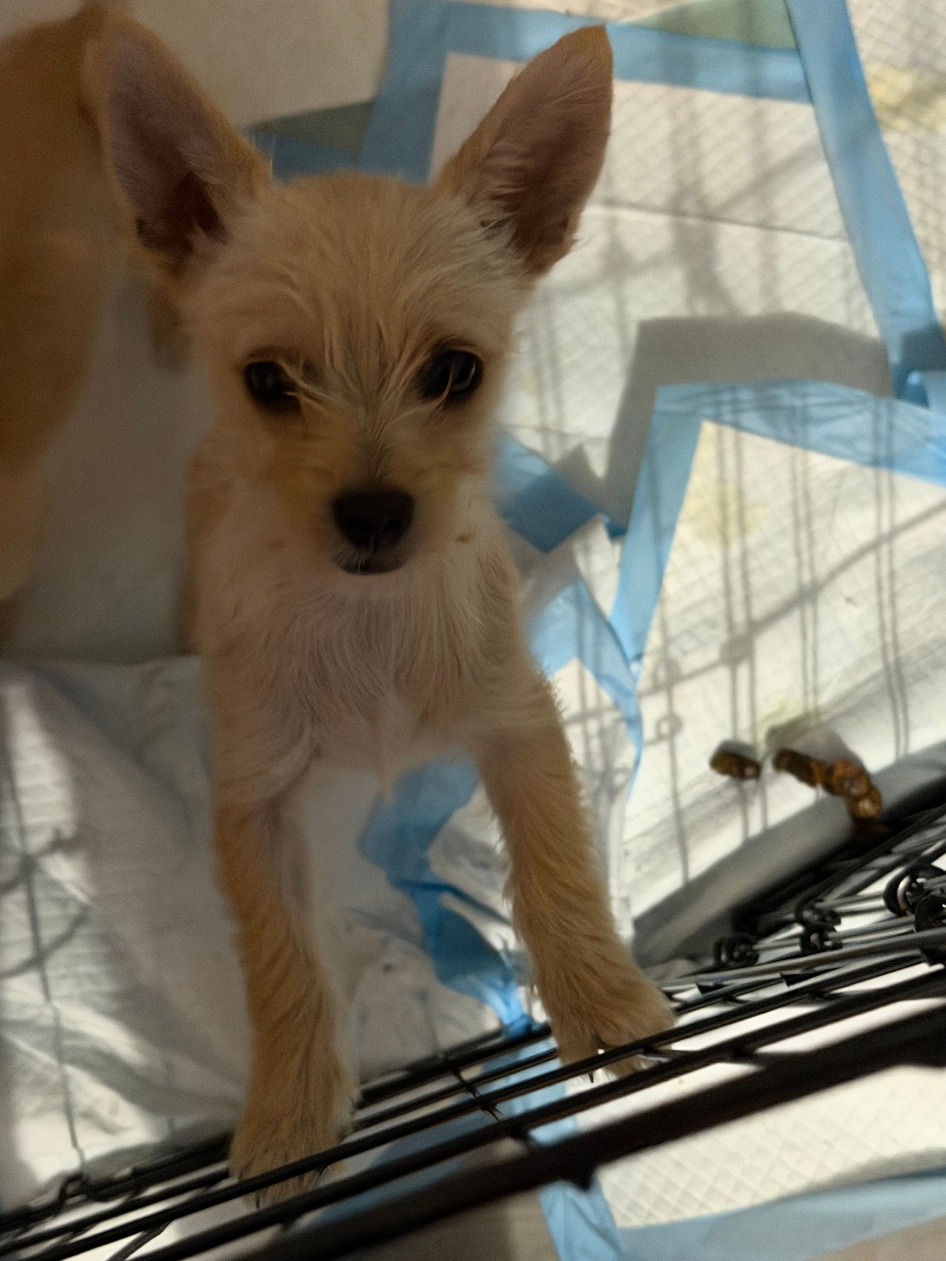 Elsa – Chihuahua puppy for sale in Mount Vernon, MO