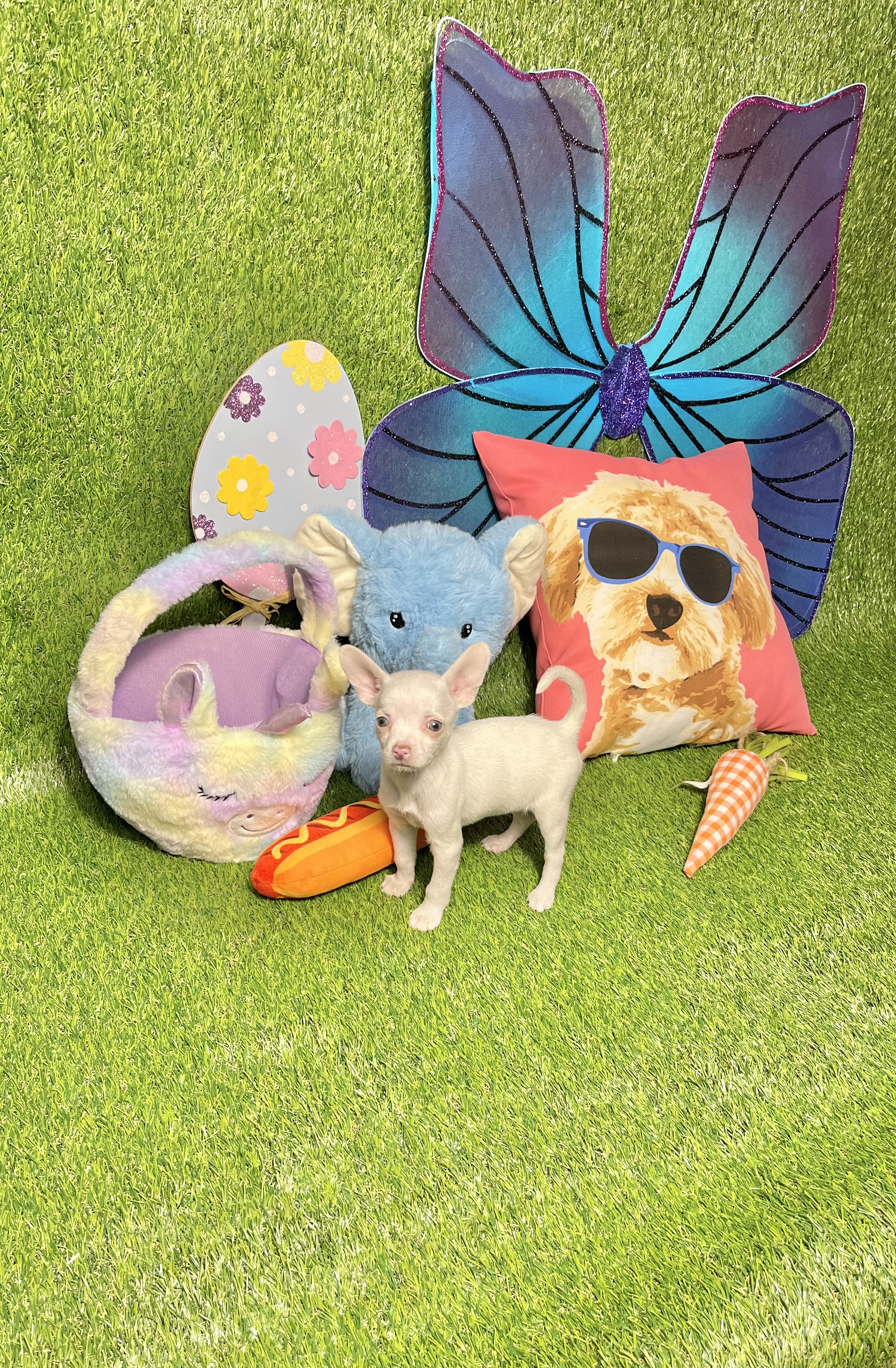 Pixie – Chihuahua puppy for sale in Houston, TX