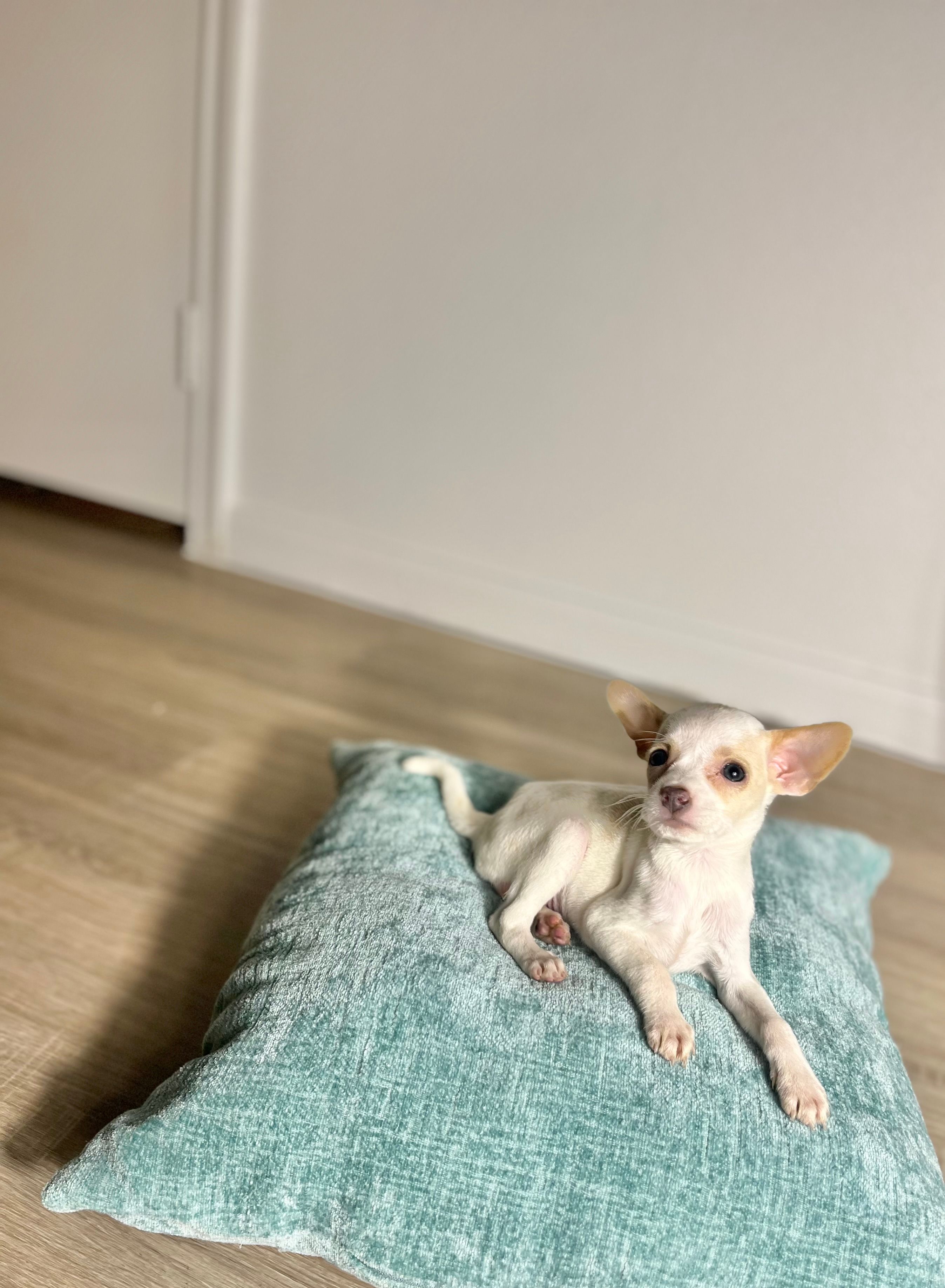 Pearlie – Chihuahua puppy for sale in Houston, TX