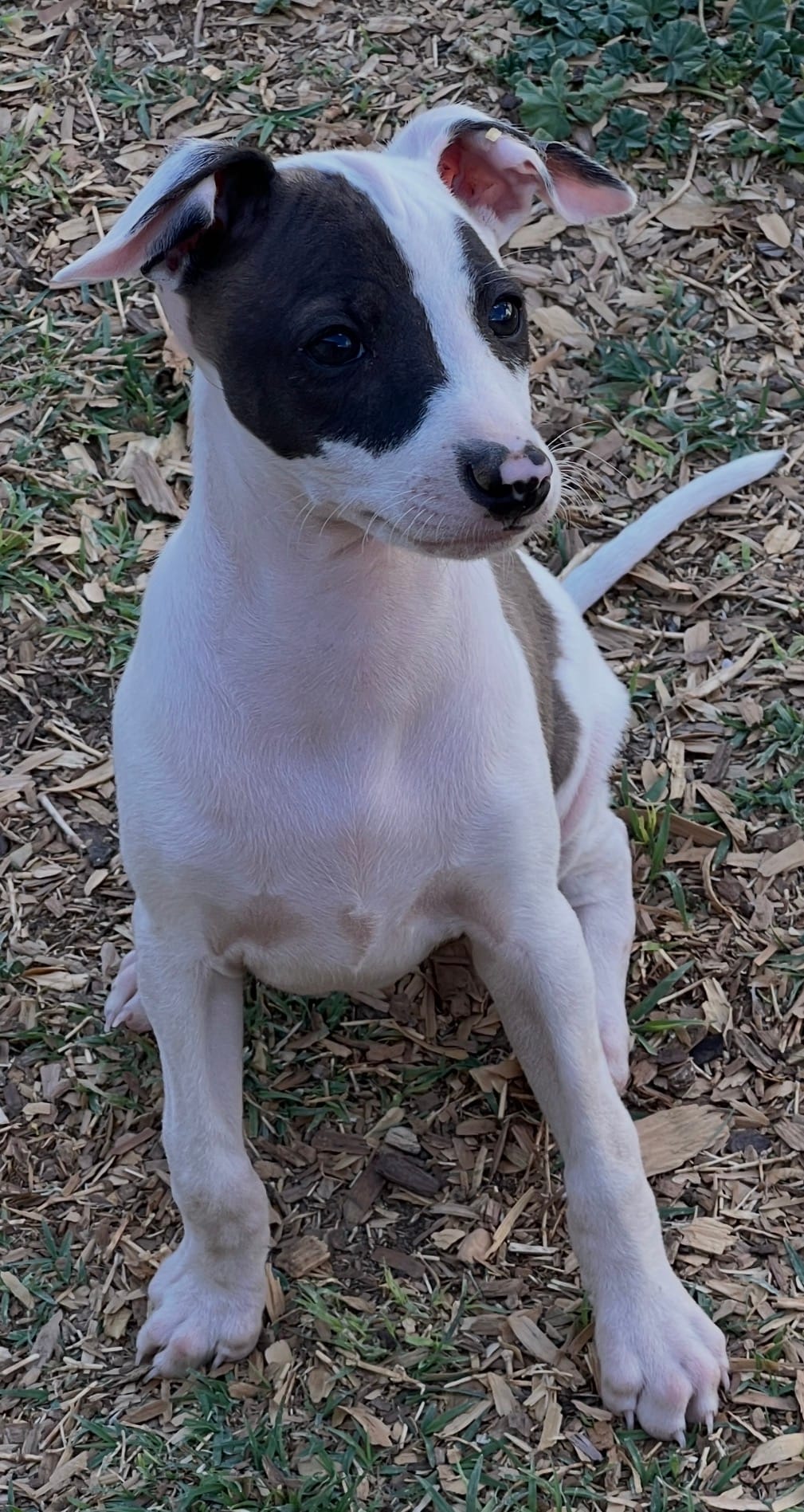 Male2 – Italian Greyhound puppy for sale in Hereford, TX