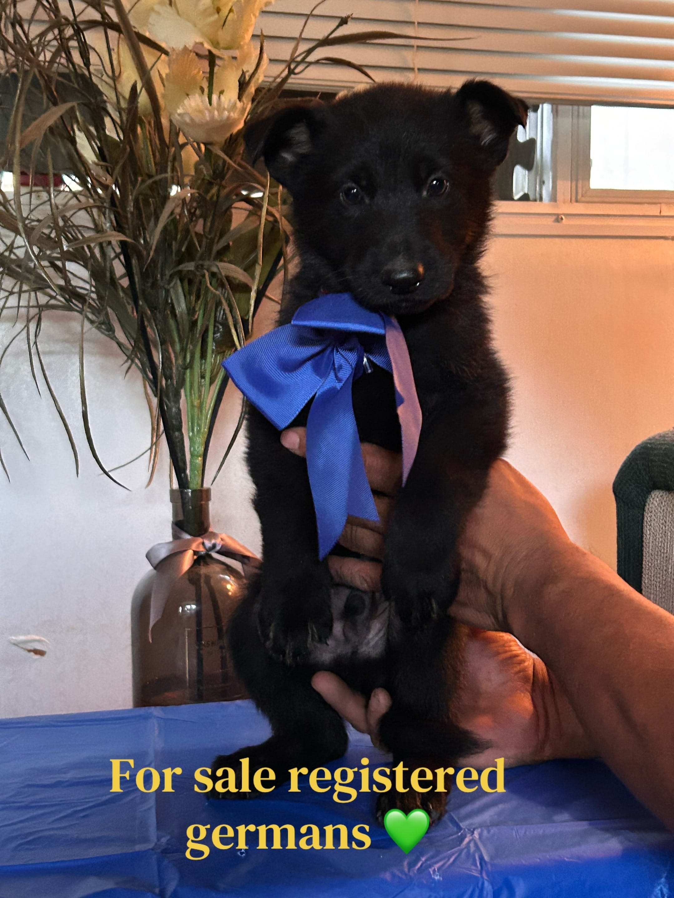 You get to name me – German Long-haired Pointer, German Shepherd Dog puppy for sale in San Angelo, TX